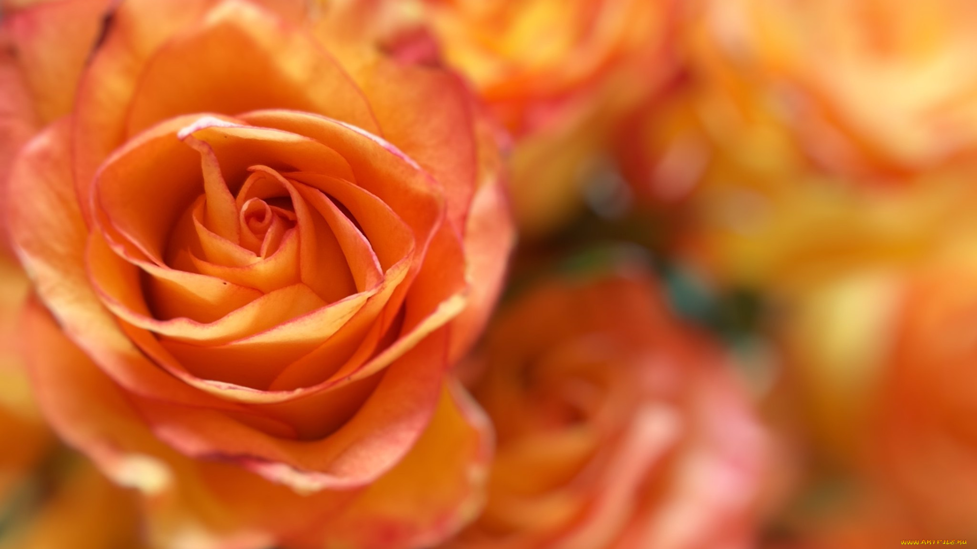 цветы, розы, роза, бутон, оранжевый