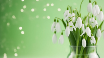 обоя рисованное, цветы, букет, весна, подснежники, ваза, белые, первоцветы, зеленый, фон