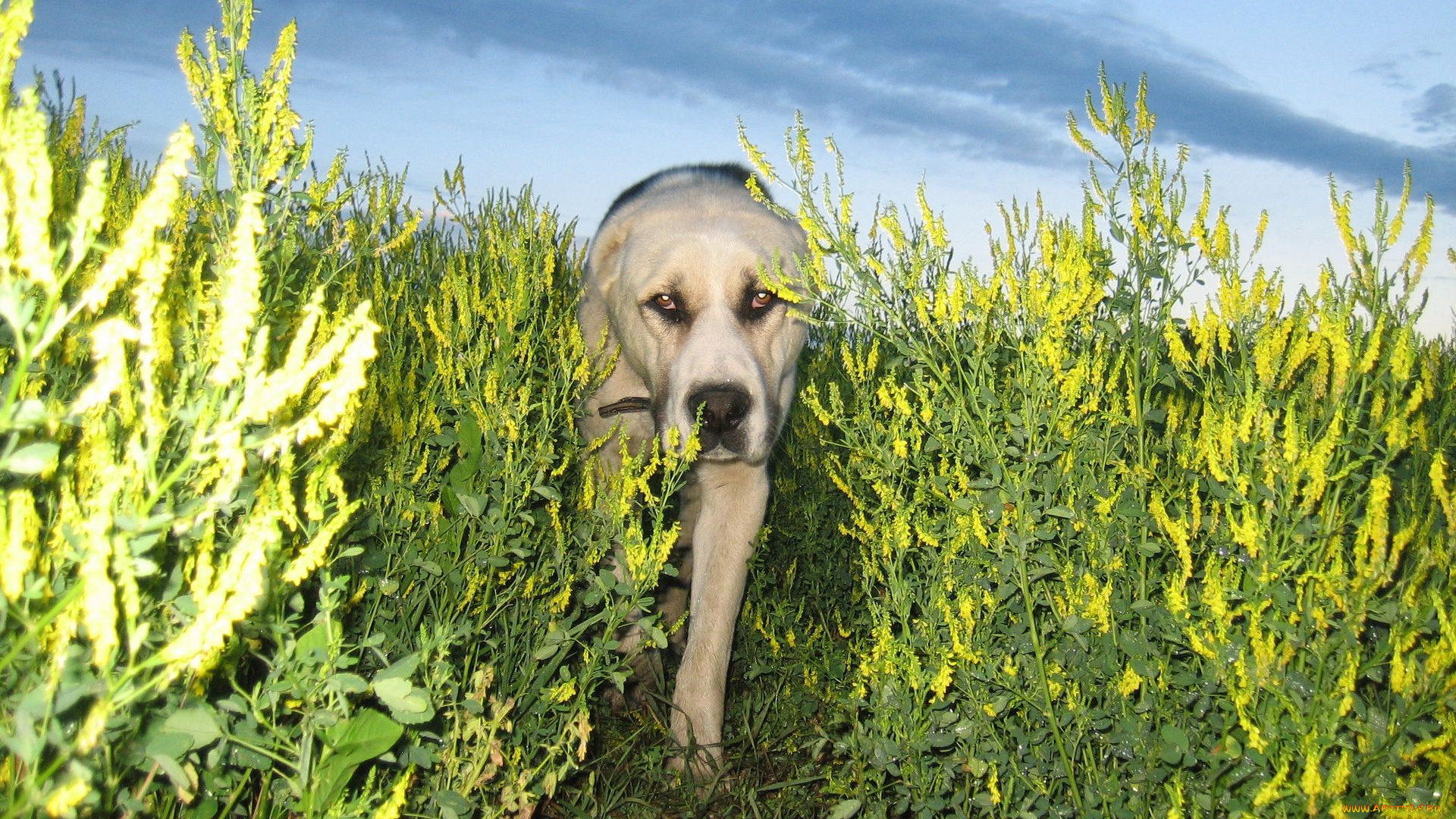 животные, собаки