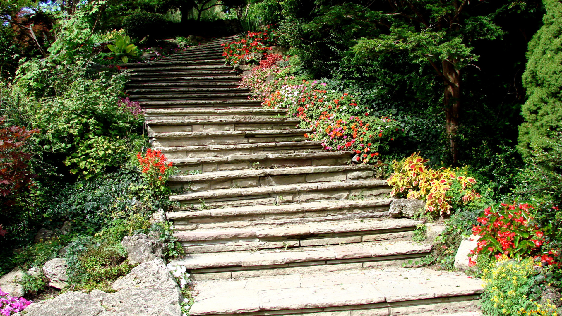 природа, парк, лестница, ступени, цветы