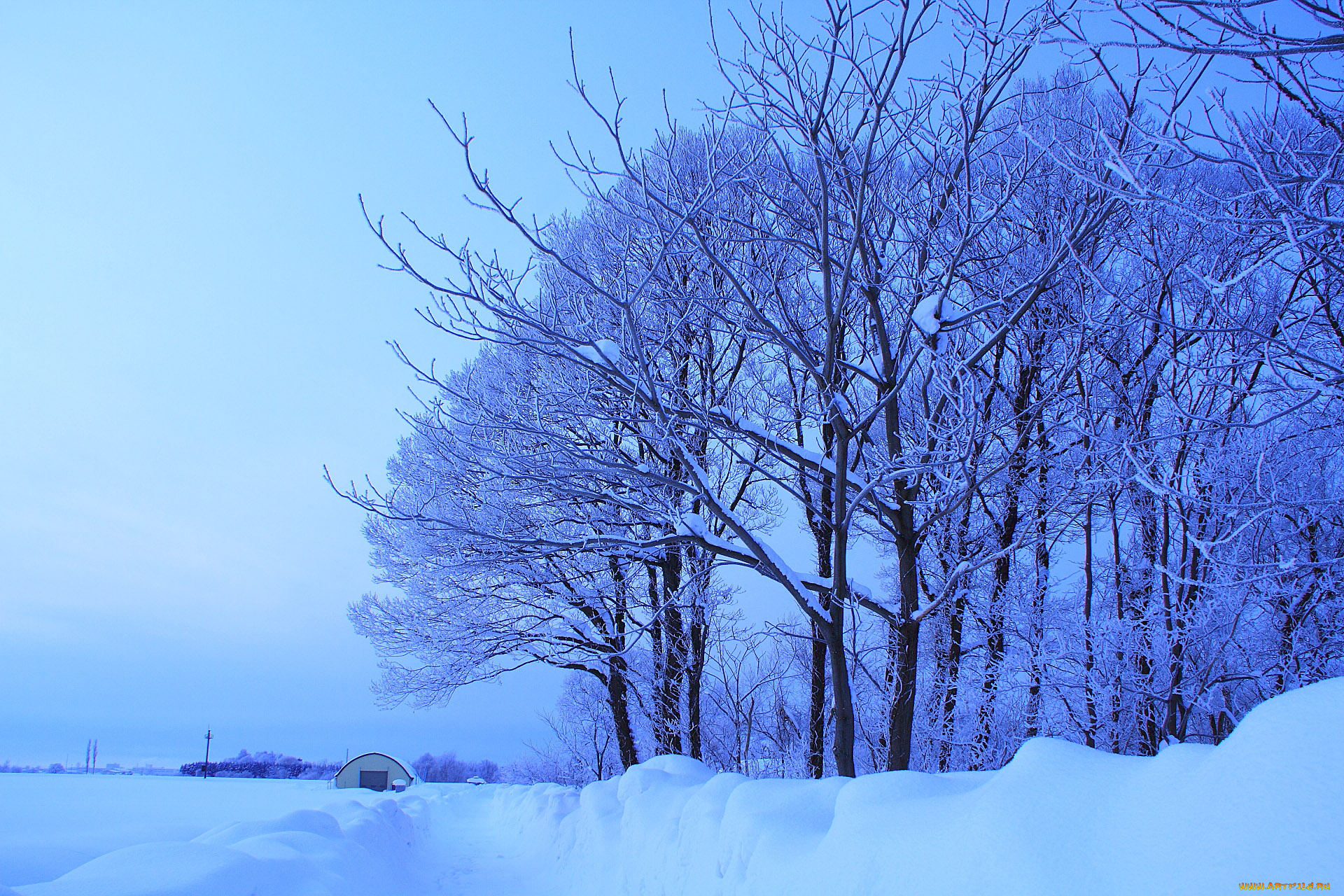 природа, зима, синий, снег, деревья