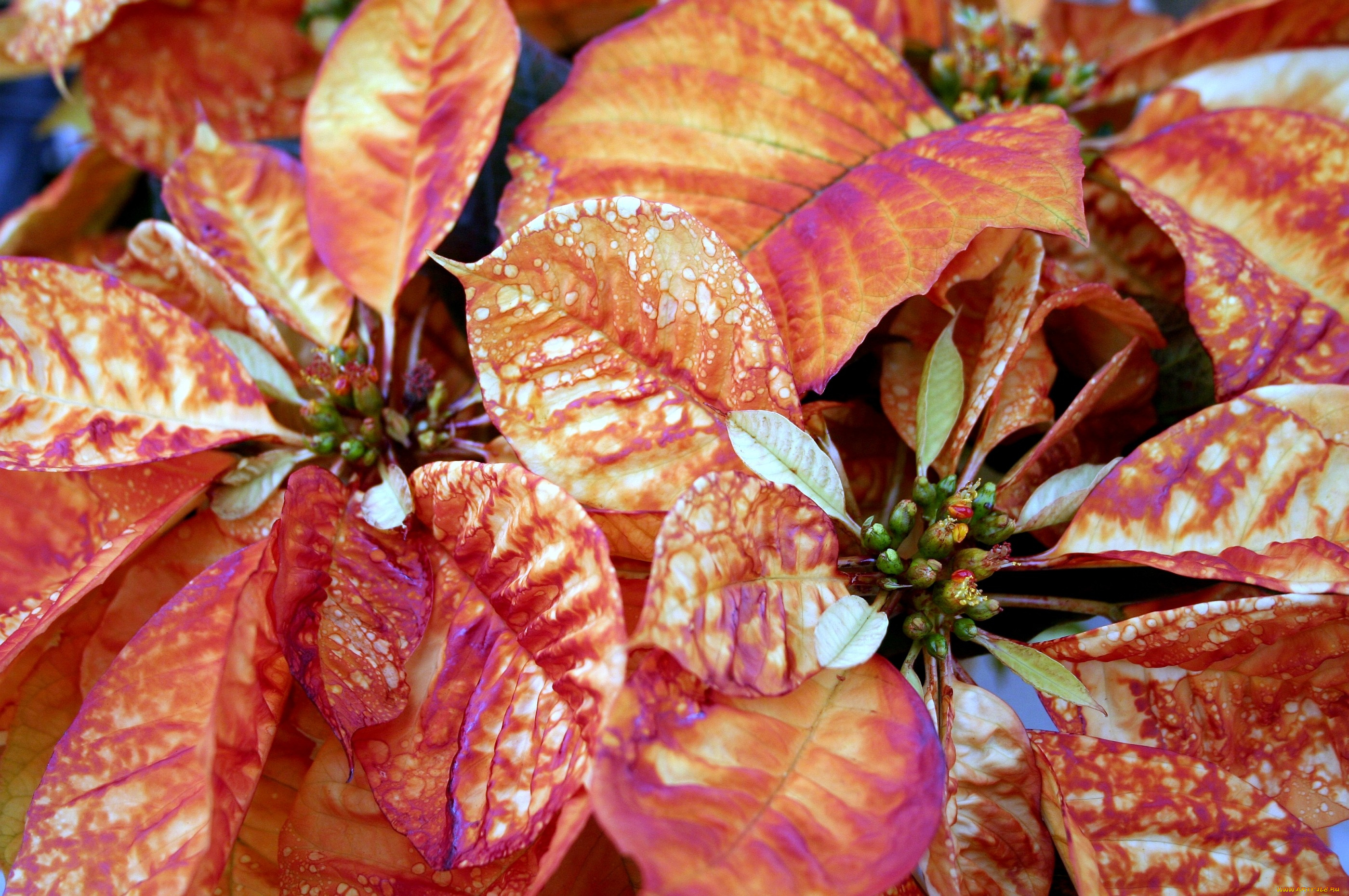 цветы, пуансеттия, листья, оранжевый