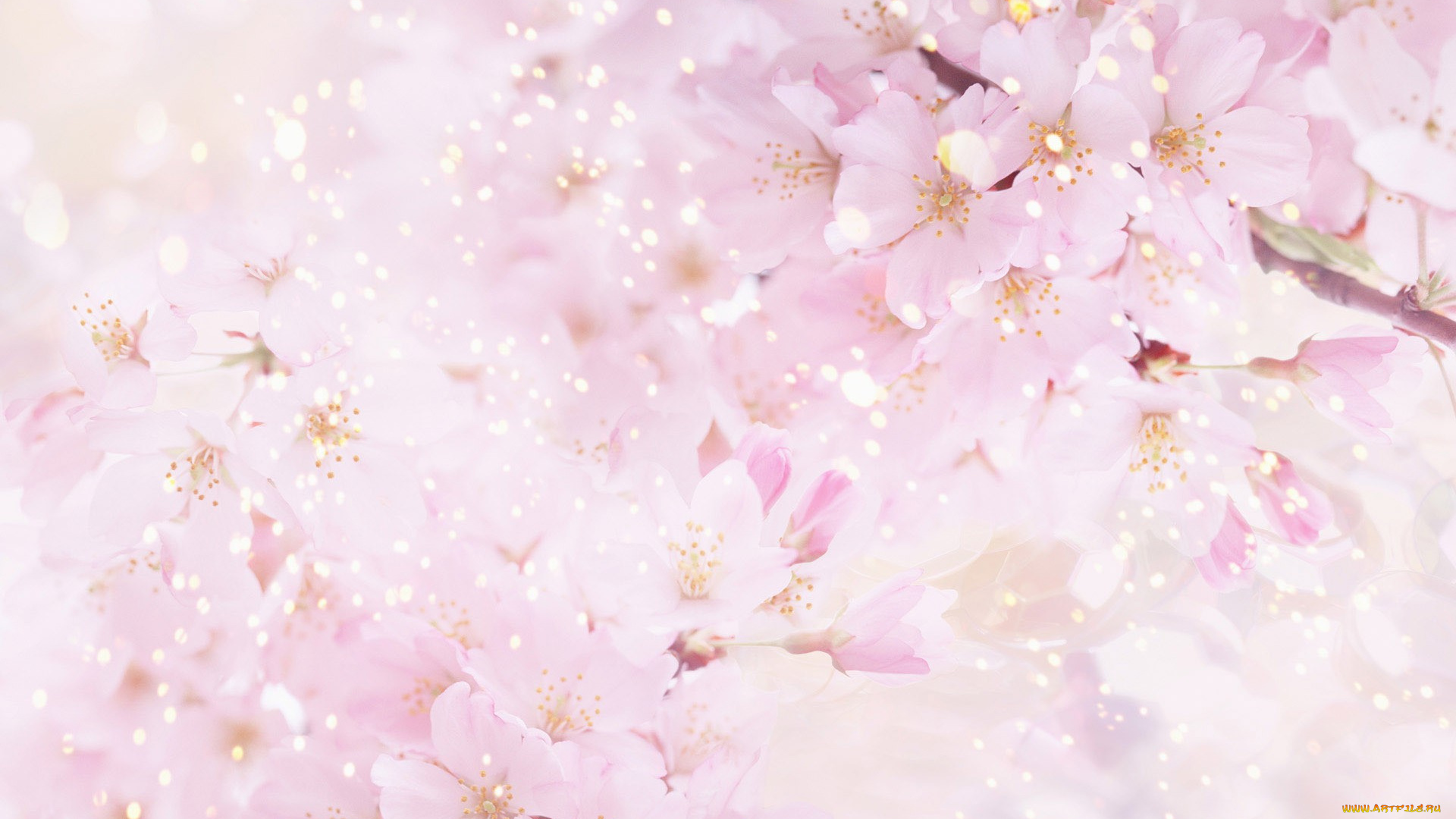 цветы, сакура, вишня, цветение, дерево, весна