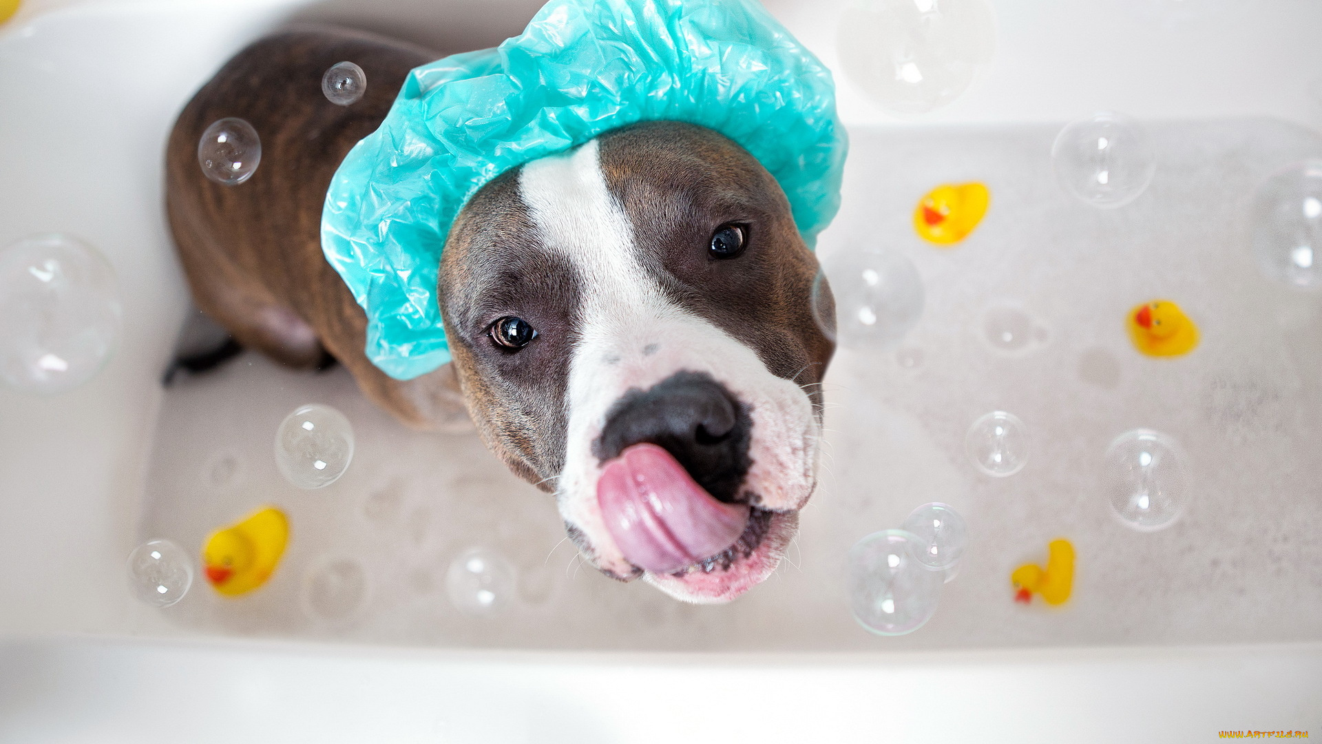 животные, собаки, ванна, лузыри