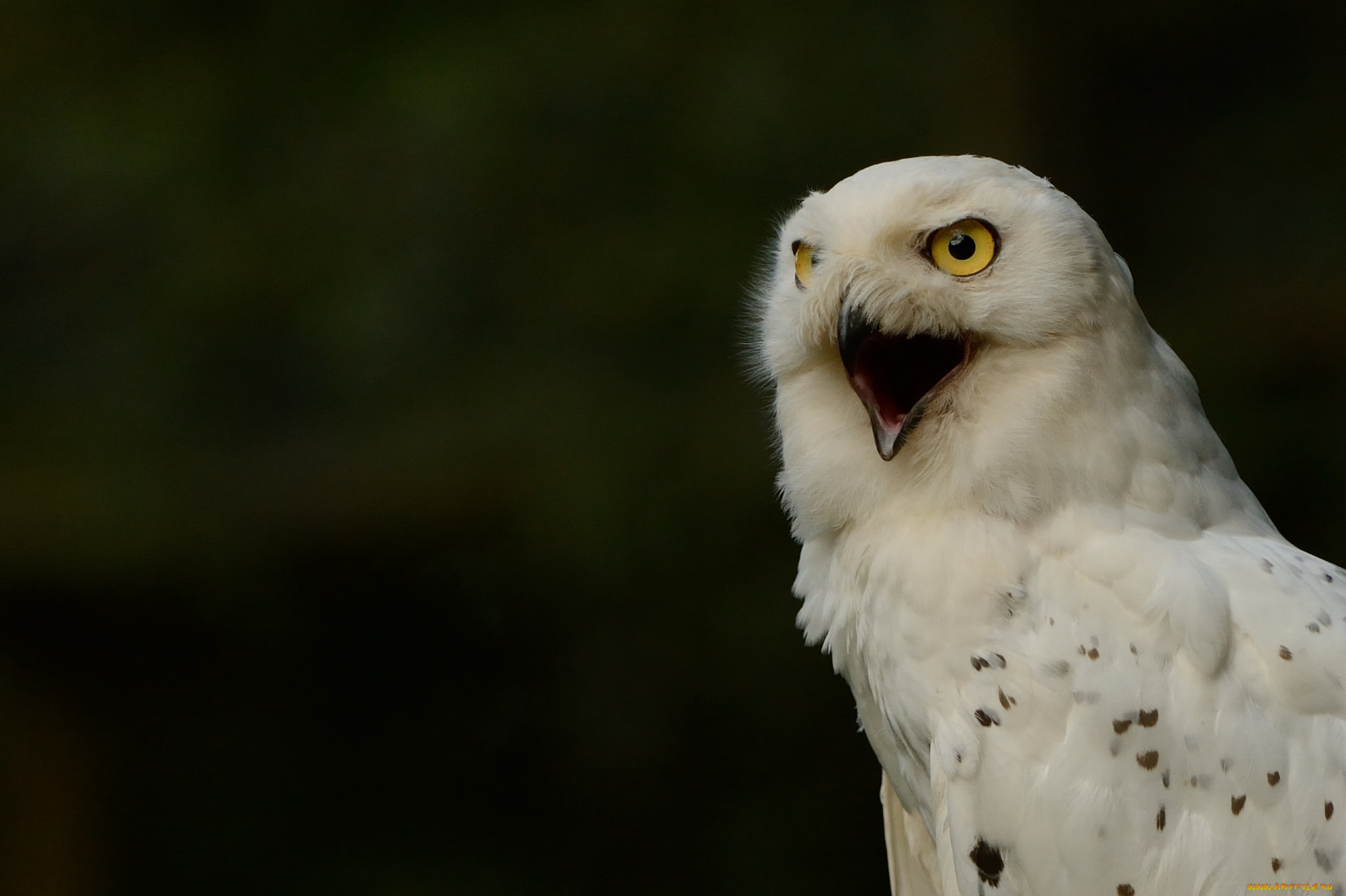 животные, совы, белая, сова, полярная, snowy, owl