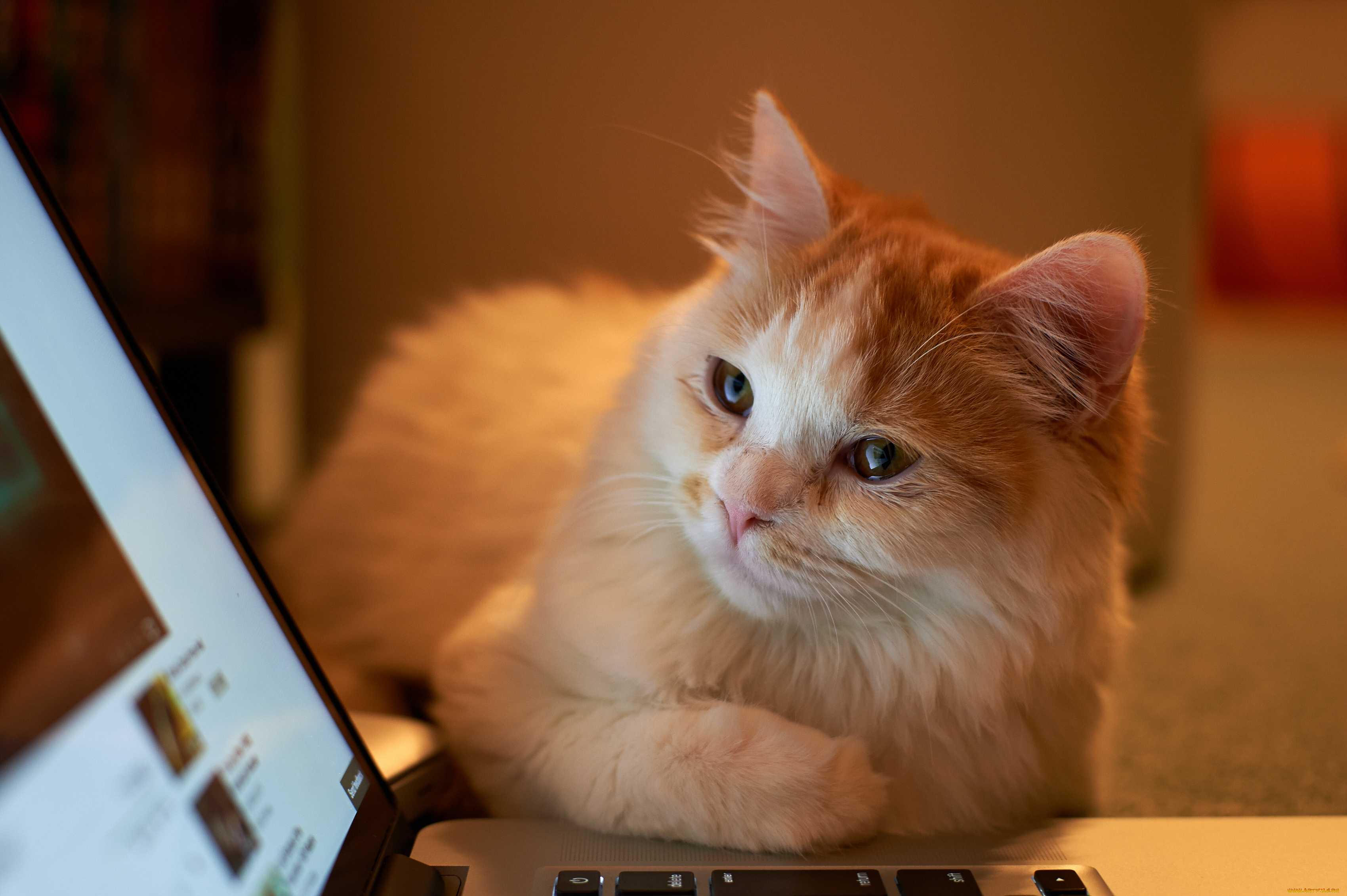 Обои на ноутбук котики. Рыжая кошка. Кошка за компьютером. Кот и компьютер. Котики на экране компьютера.