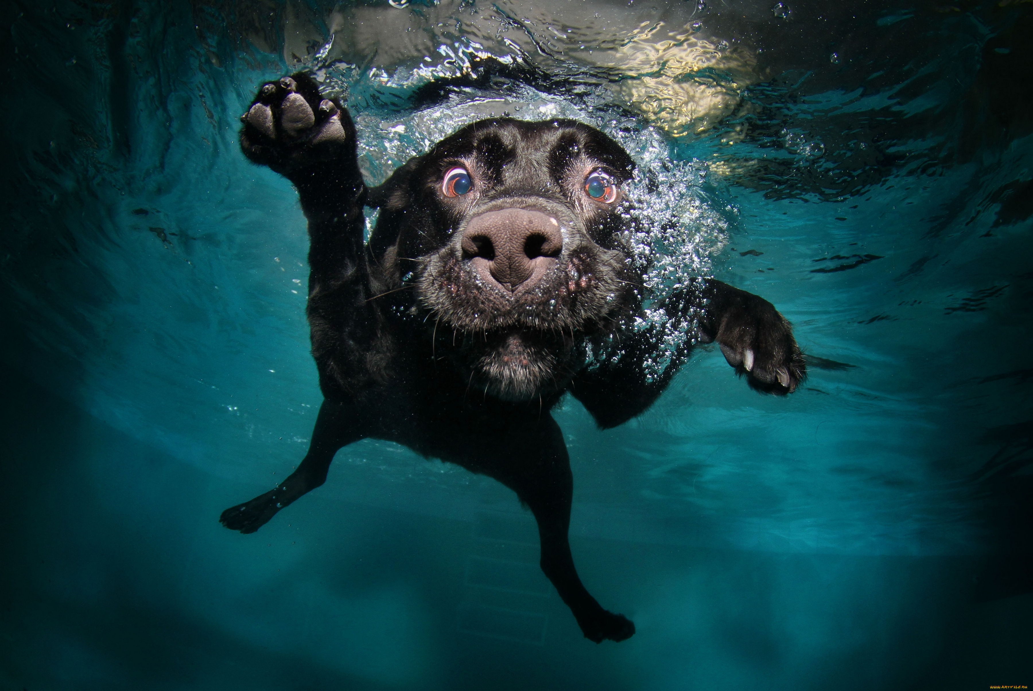 животные, собаки, пловец, бассейн, вода, под, водой