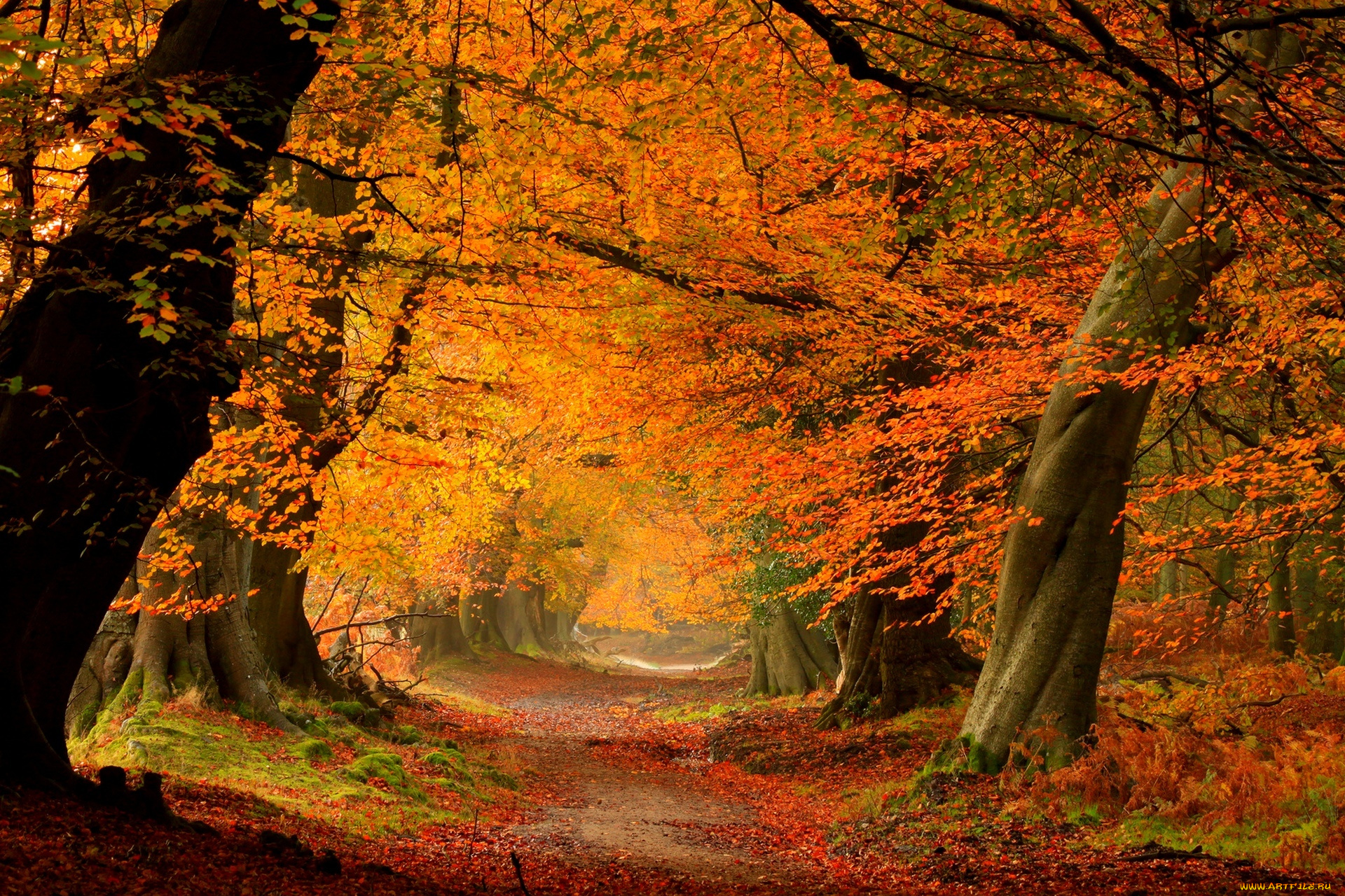 природа, лес, path, road, парк, дорога, colors, walk, листья, осень, деревья, fall, autumn, colorful, forest, park, trees, leaves