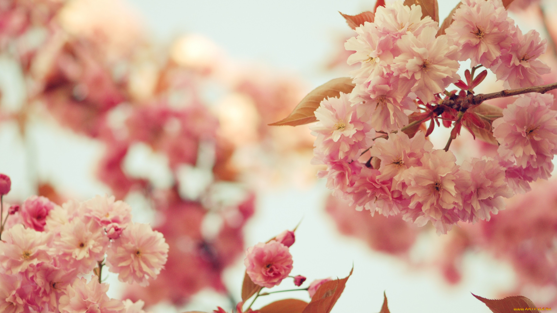 цветы, сакура, , вишня, розовые, весна, цвет, небо, деревья, листья, ветви, цветение, ветки, лепестки