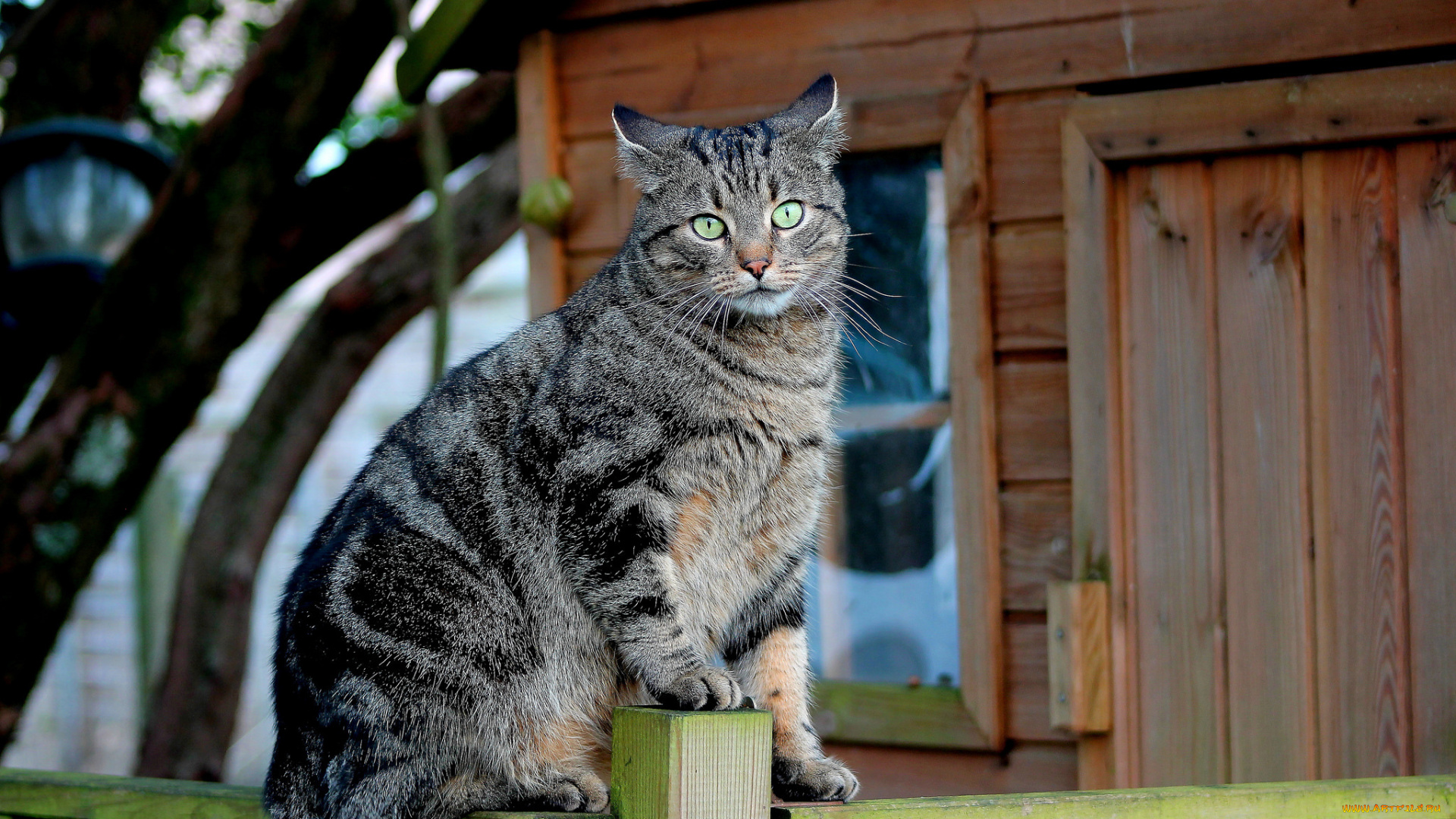 животные, коты, кот, забор, кошка, кошак