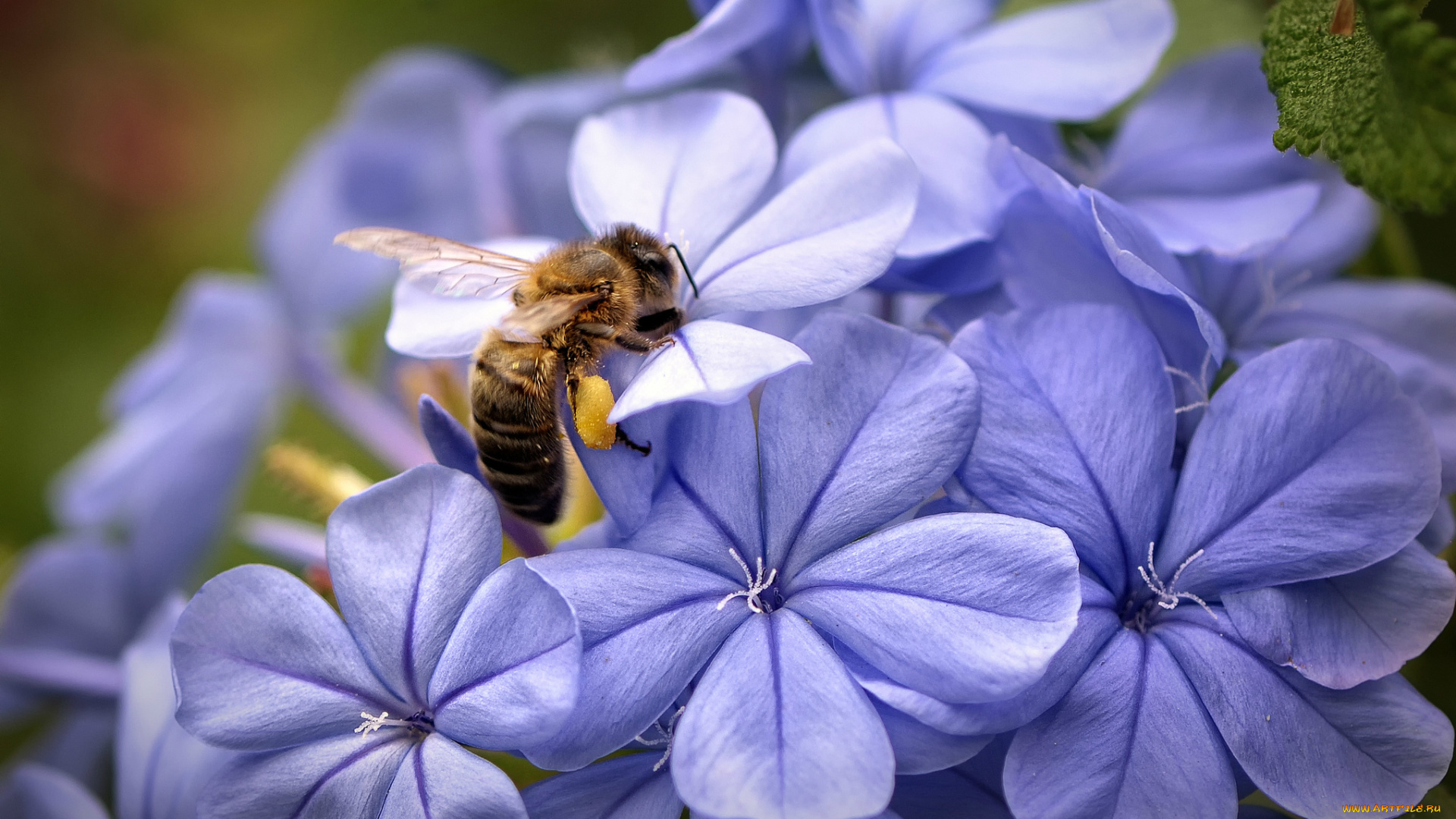 животные, пчелы, , осы, , шмели, цветы, сиреневые, пчела, фокус, лепестки, макро