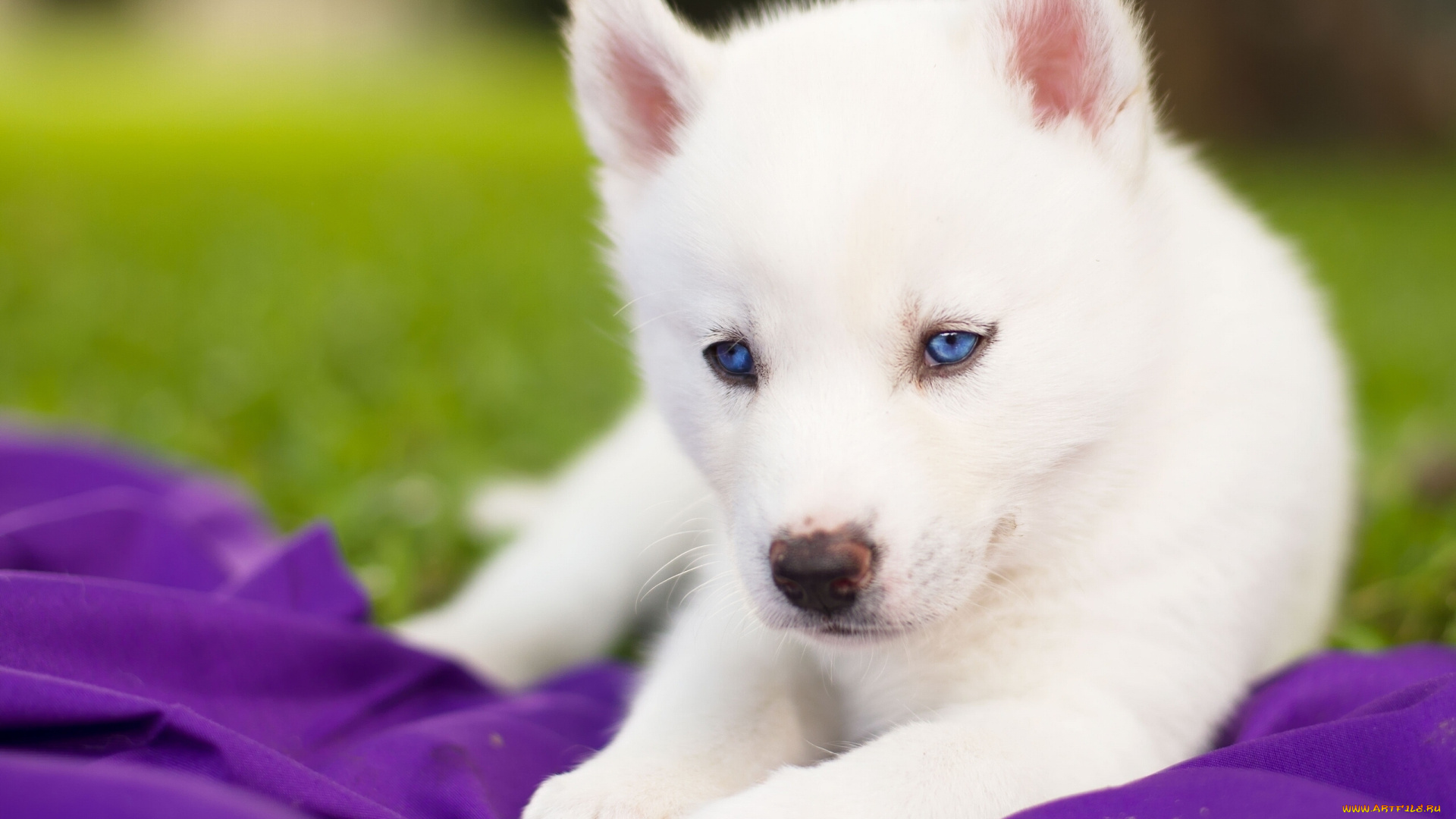 животные, собаки, сибирский, хаски, щенок, белый, голубые, глаза