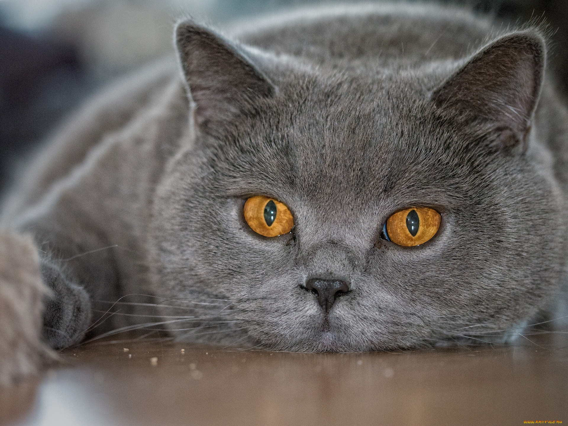 Картинки серых кошек. Картезианская кошка британец. Британский короткошерстный кот серый. Британская короткошёрстная кошка шартрез. Британская кошка короткошерстная серая.