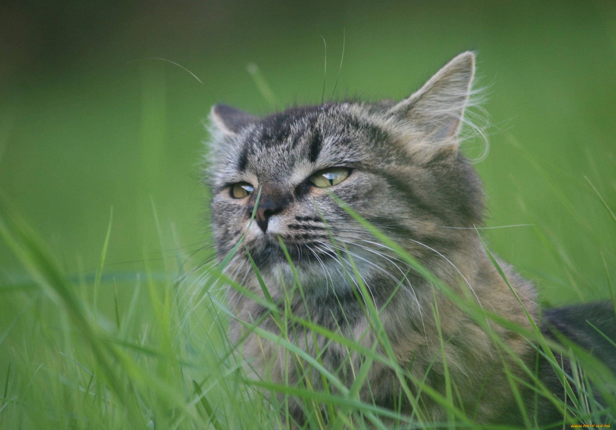 животные, коты, кот, лето, трава, глаза