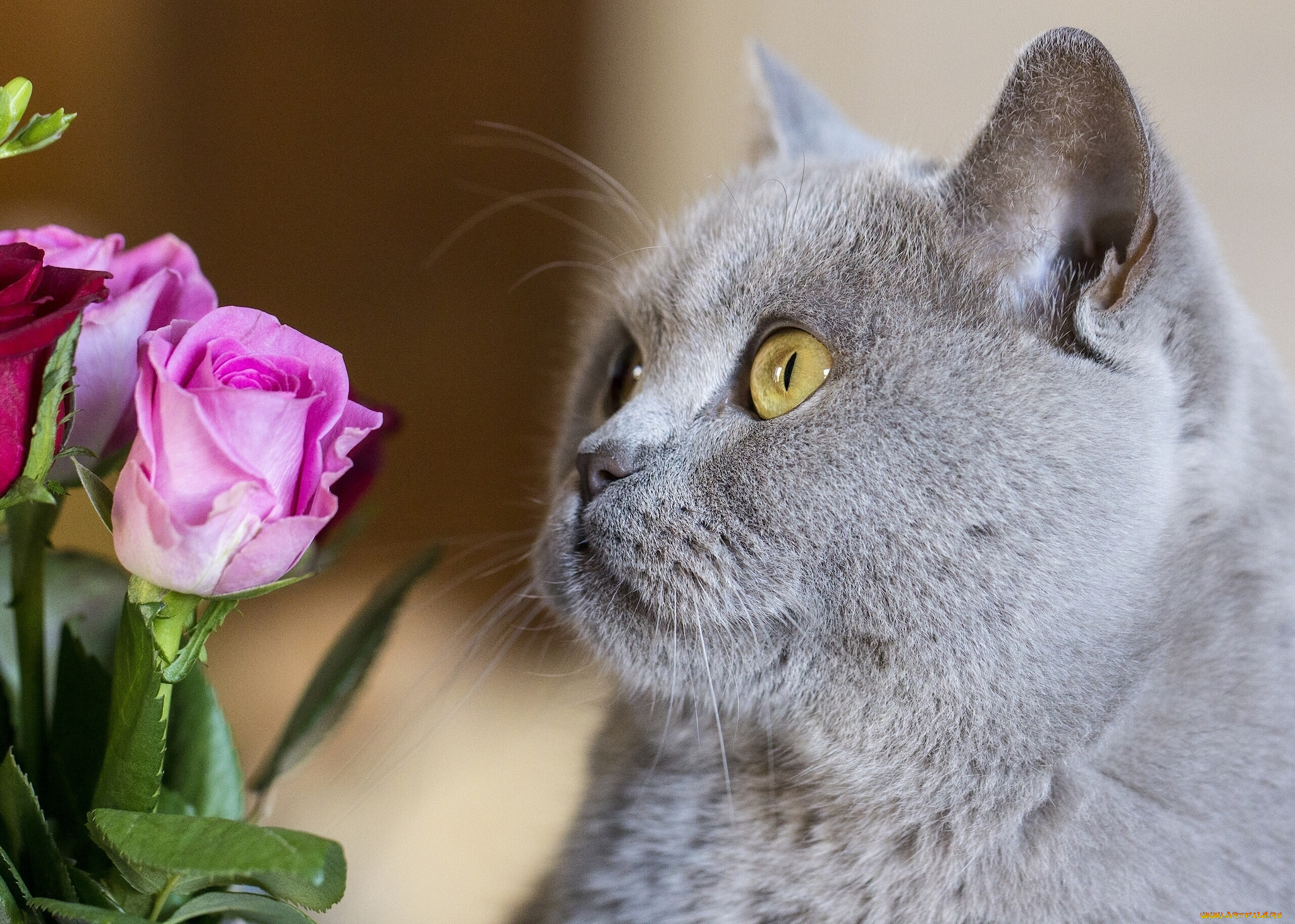 животные, коты, розы, цветы, морда, кошка, кот, британец, британская, короткошёрстная