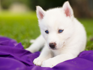 Картинка животные собаки сибирский хаски щенок белый голубые глаза