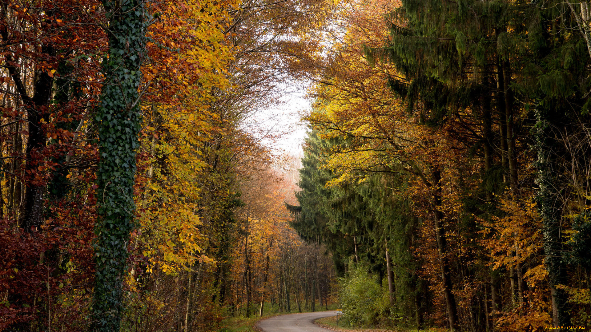 природа, дороги, пейзаж, лес, деревья, дорога, осень