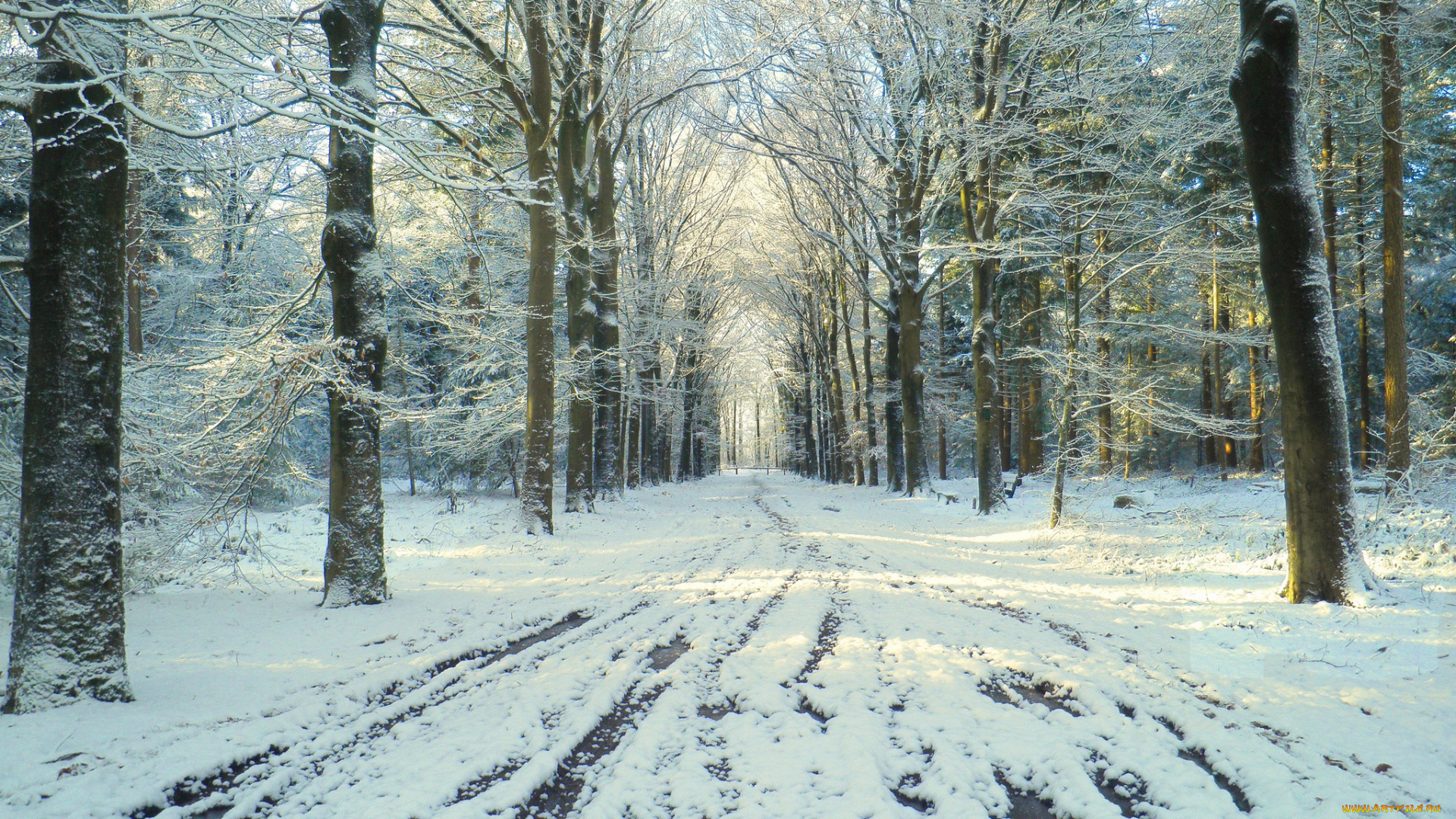 природа, парк, снег, дорога, зима