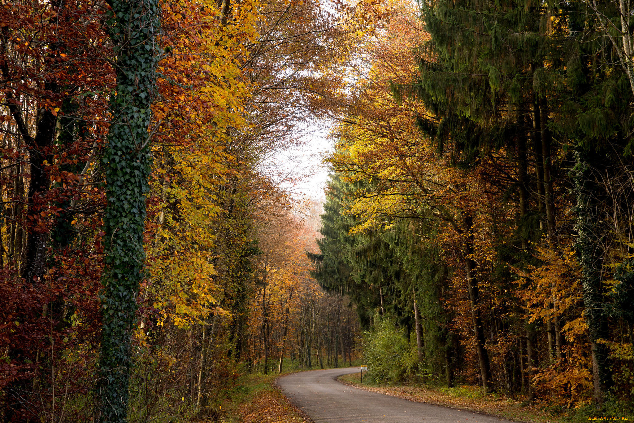 природа, дороги, пейзаж, лес, деревья, дорога, осень