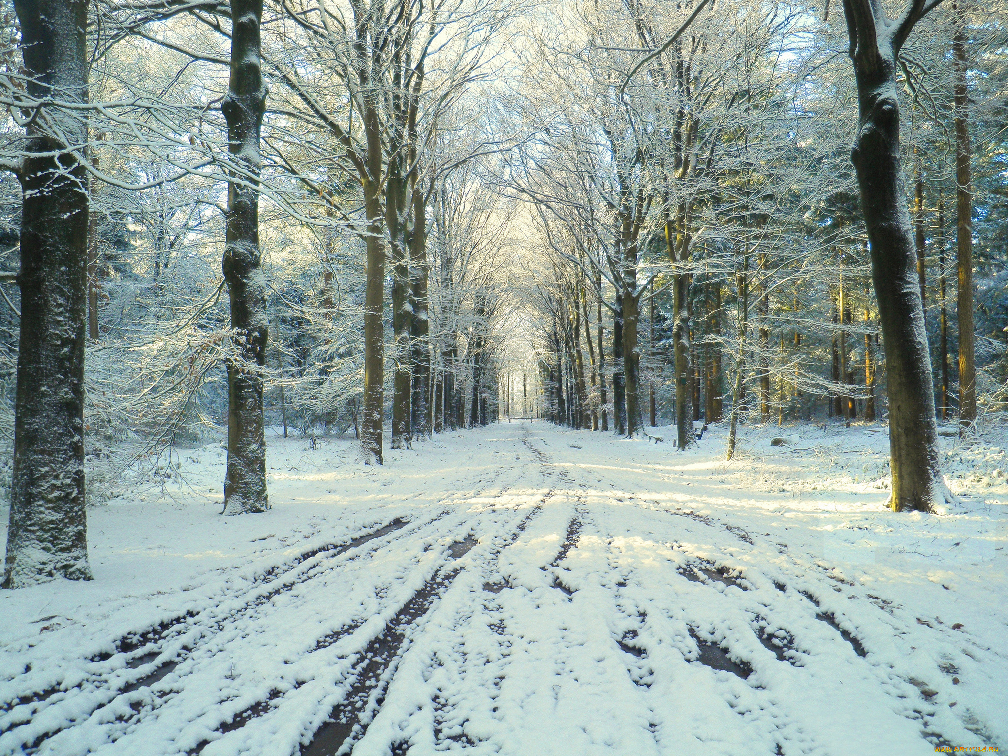 природа, парк, снег, дорога, зима