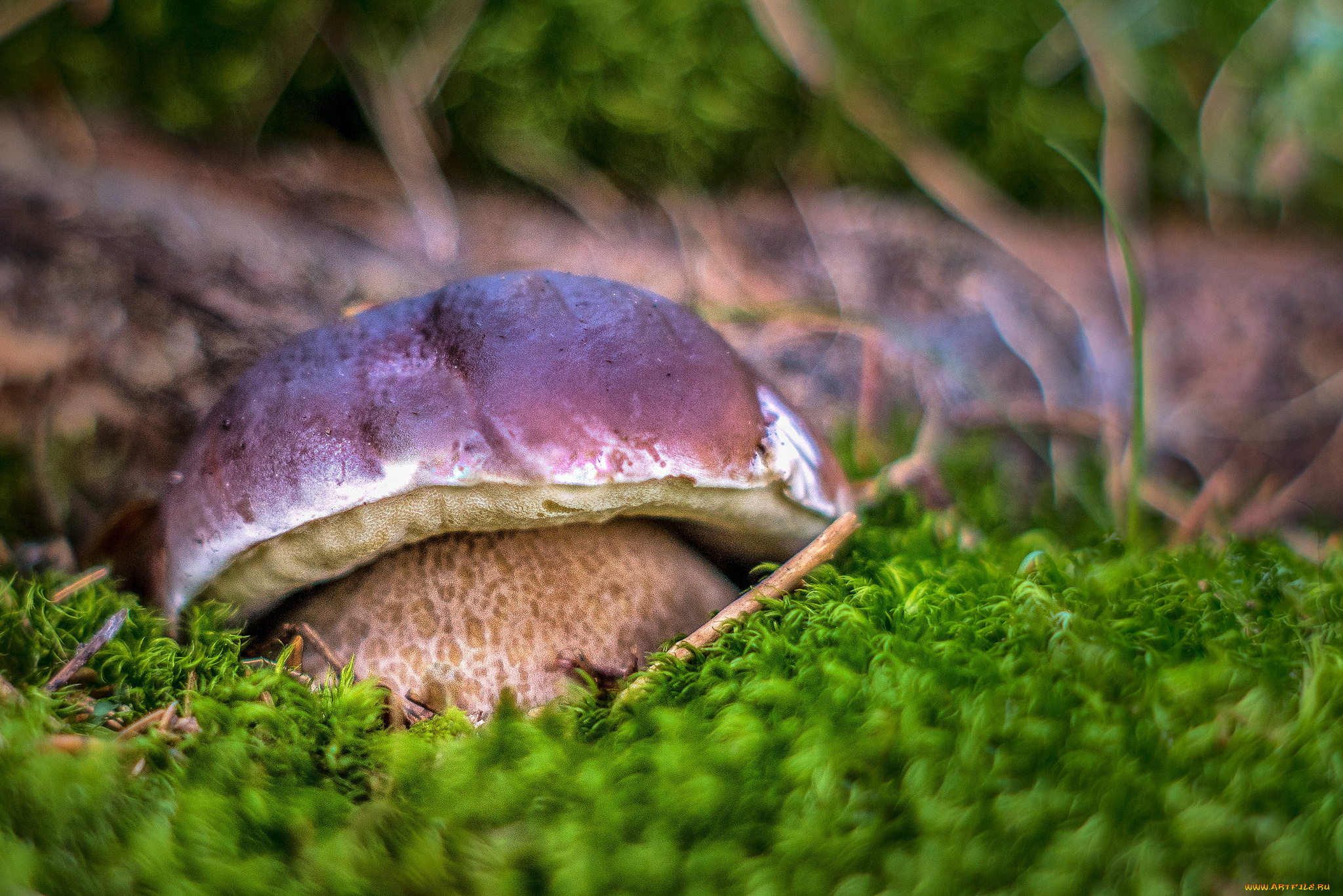 природа, грибы, грибок