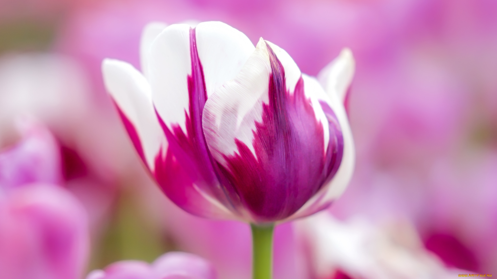 цветы, тюльпаны, тюльпан, цветок, бутон, фиолетовый, белый
