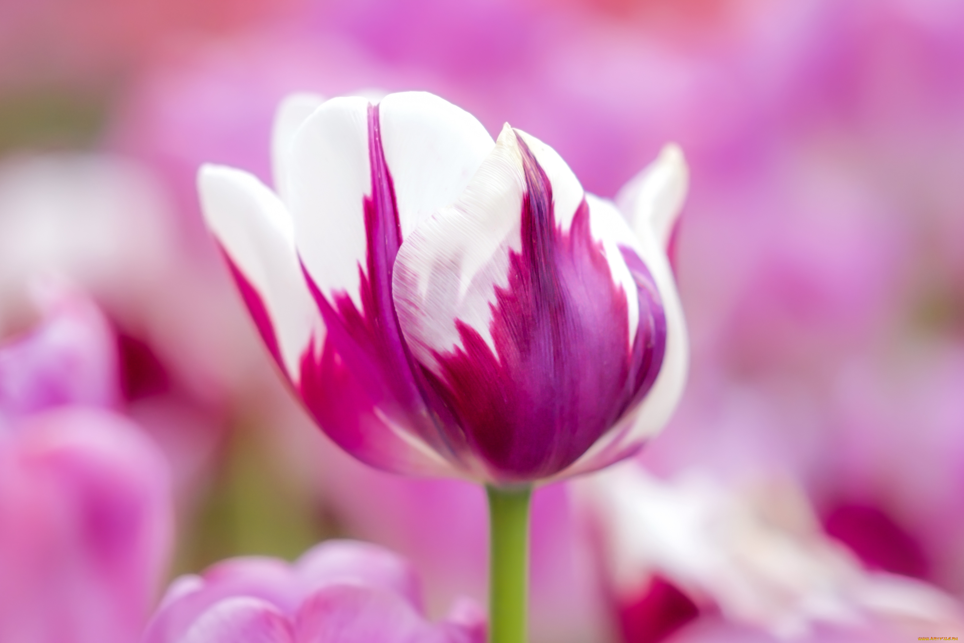 цветы, тюльпаны, тюльпан, цветок, бутон, фиолетовый, белый
