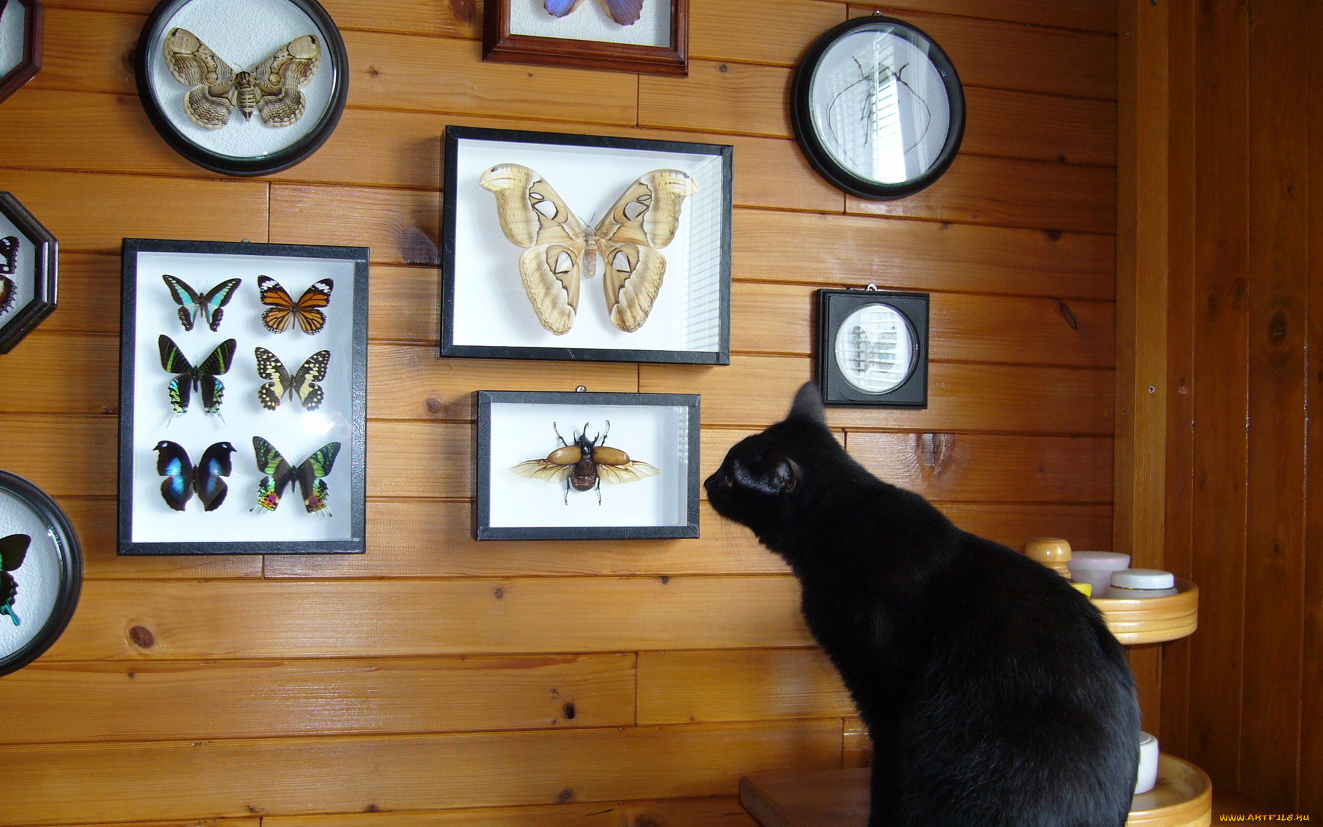 животные, коты, черный, кот, бабочки, коллекция
