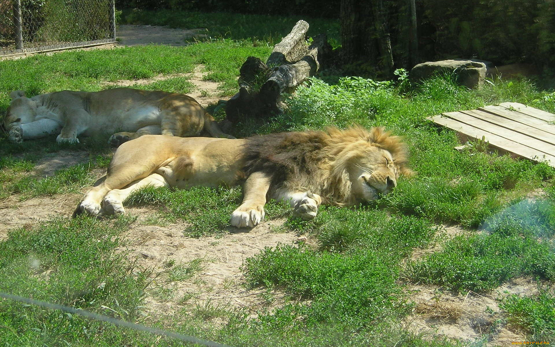 животные, львы, спящие, зоопарк