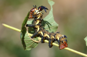 Картинка животные гусеницы гусеница лист