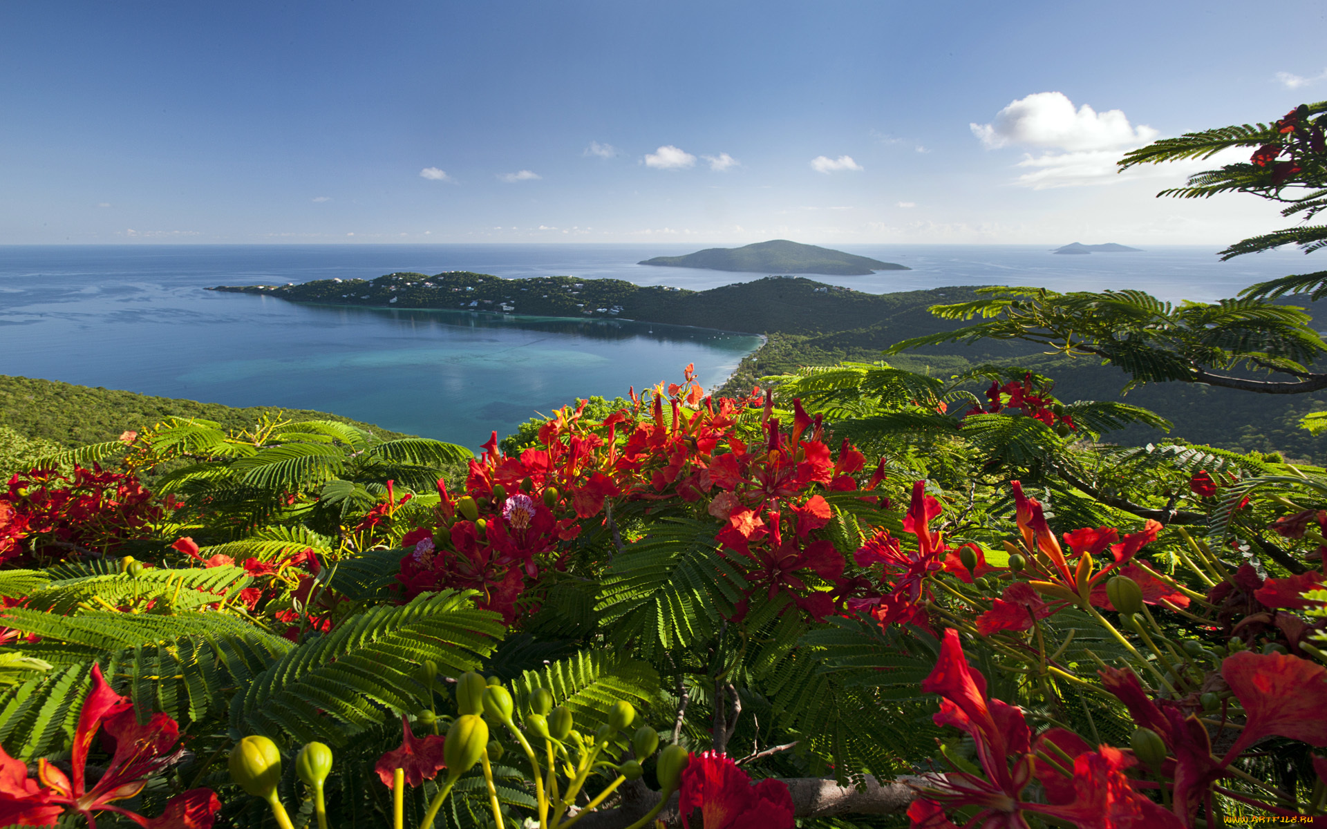 caribbean, islands, природа, побережье, вест-индия, карибское, море, цветы, пейзаж
