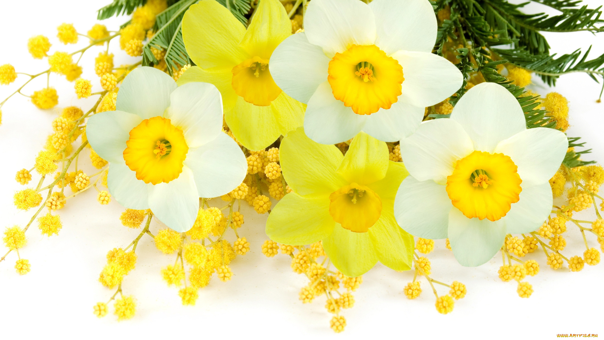 цветы, разные, вместе, нарциссы, мимоза, daffodils, mimosa, flowers, spring, yellow, white, delicate, белый, желтый, весна