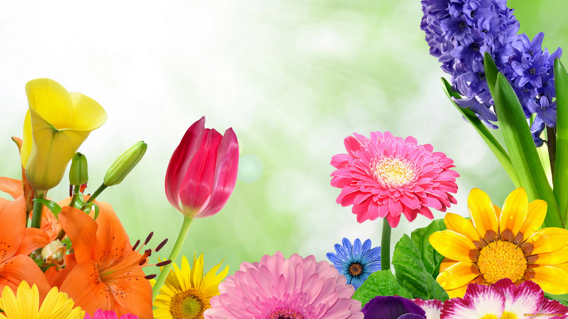 Тюльпаны гербера. Яркий фон с цветами. Открытка яркие цветы. Весенний баннер. Яркие цветочные слайды.