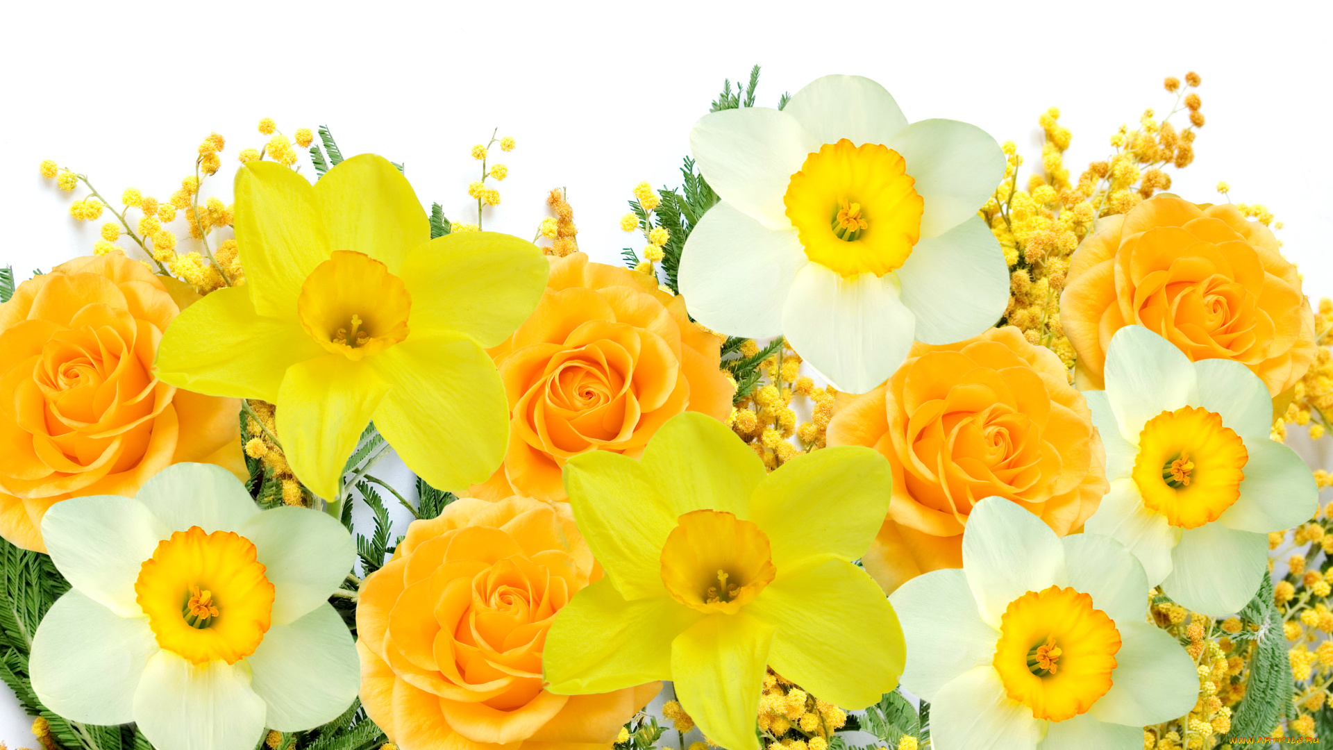цветы, разные, вместе, spring, flowers, mimosa, daffodils, yellow, white, delicate, мимоза, нарциссы, желтый, белый, весна