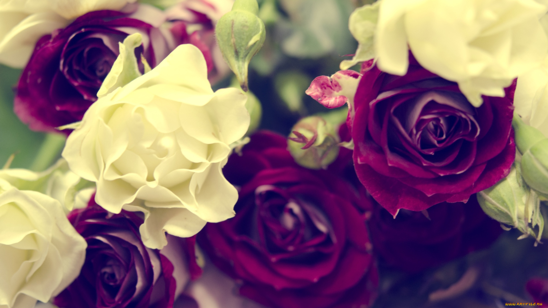 цветы, розы, винтаж