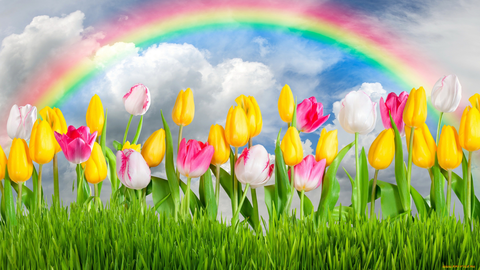 разное, компьютерный, дизайн, colorful, rainbow, sunshine, sky, tulips, flowers, цветы, grass, spring, тюльпаны, весна, meadow