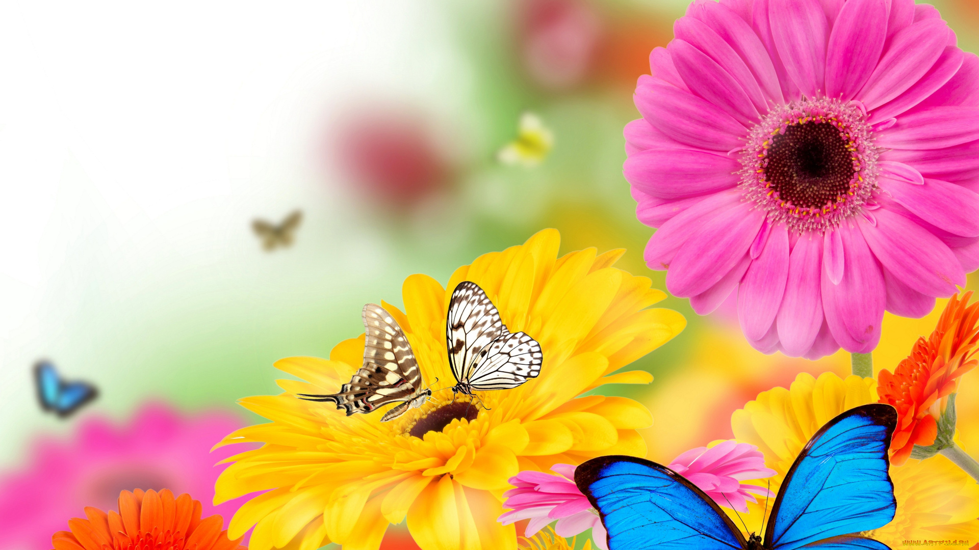 разное, компьютерный, дизайн, colorful, весна, бабочки, flowers, spring, цветы, butterflies, gerbera, bright