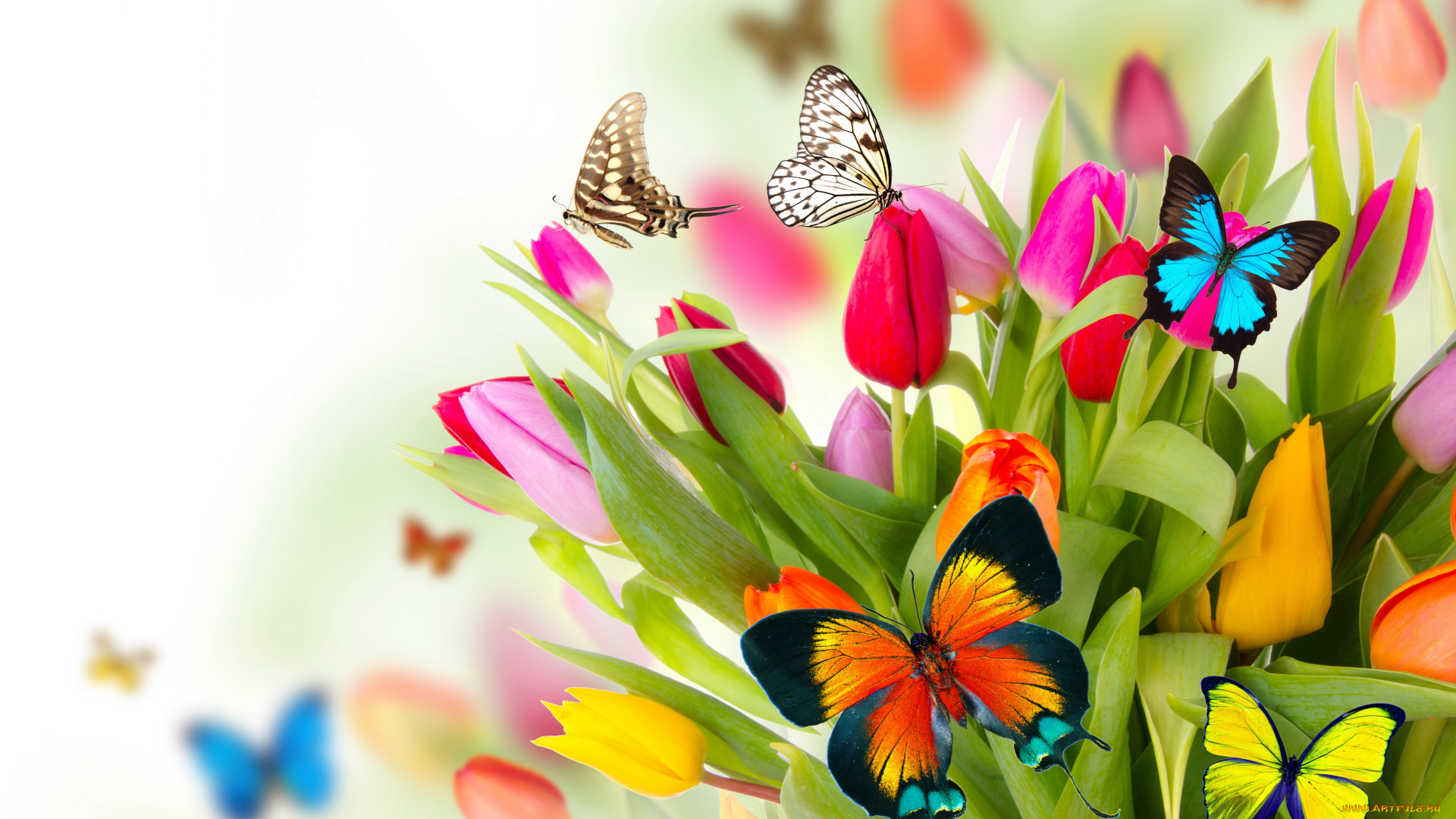 разное, компьютерный, дизайн, flowers, colorful, spring, butterflies, tulips, fresh, beautiful, цветы, тюльпаны, бабочки, весна