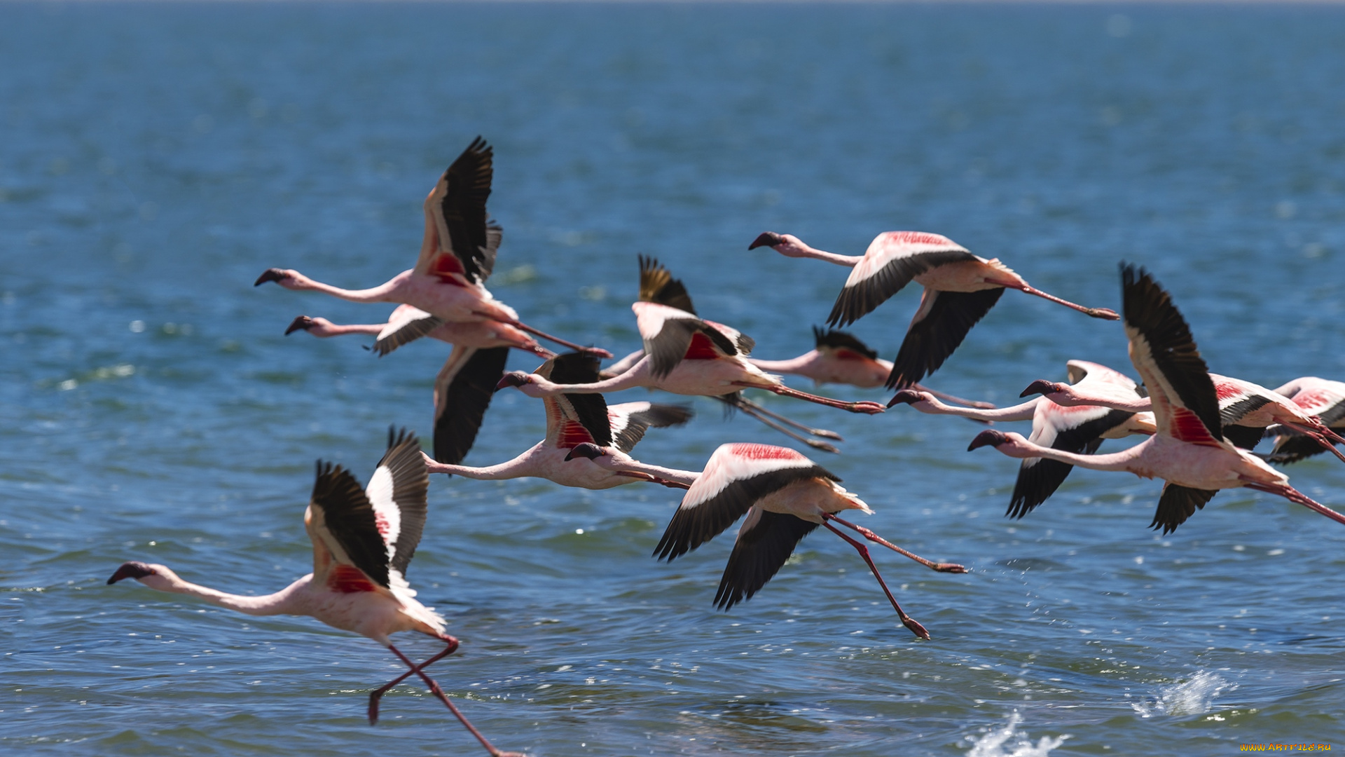 животные, фламинго, полет