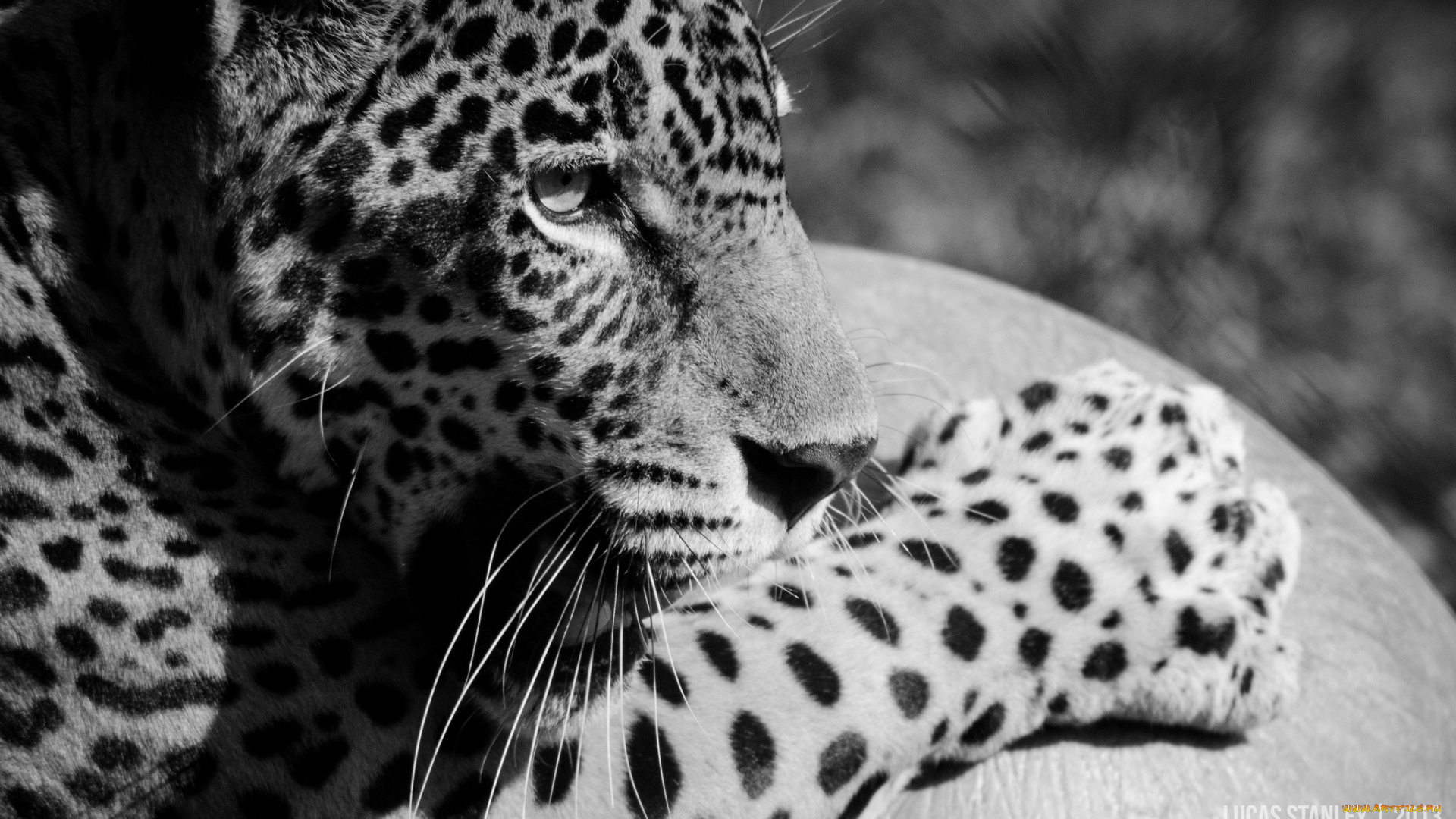 животные, Ягуары, морда, черно-белое, лапа, профиль, кошка