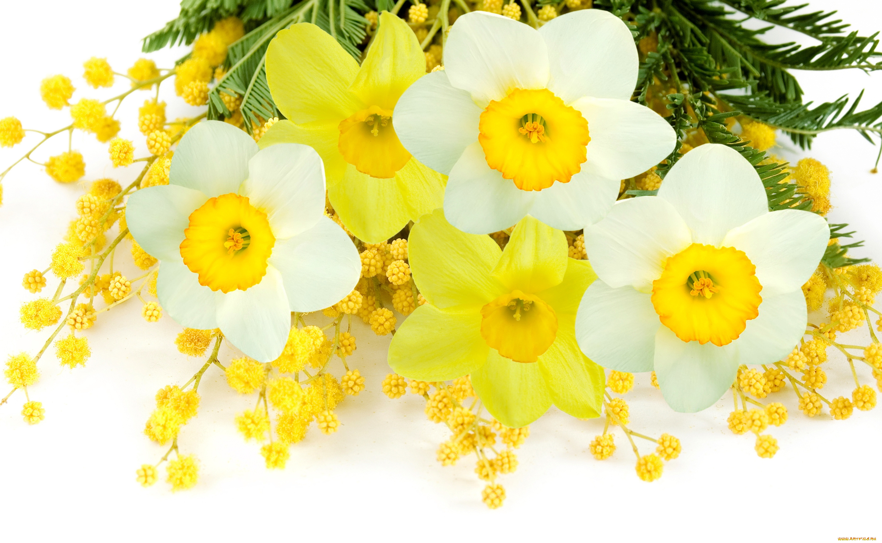 цветы, разные, вместе, нарциссы, мимоза, daffodils, mimosa, flowers, spring, yellow, white, delicate, белый, желтый, весна