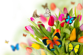 Картинка разное компьютерный+дизайн flowers colorful spring butterflies tulips fresh beautiful цветы тюльпаны бабочки весна