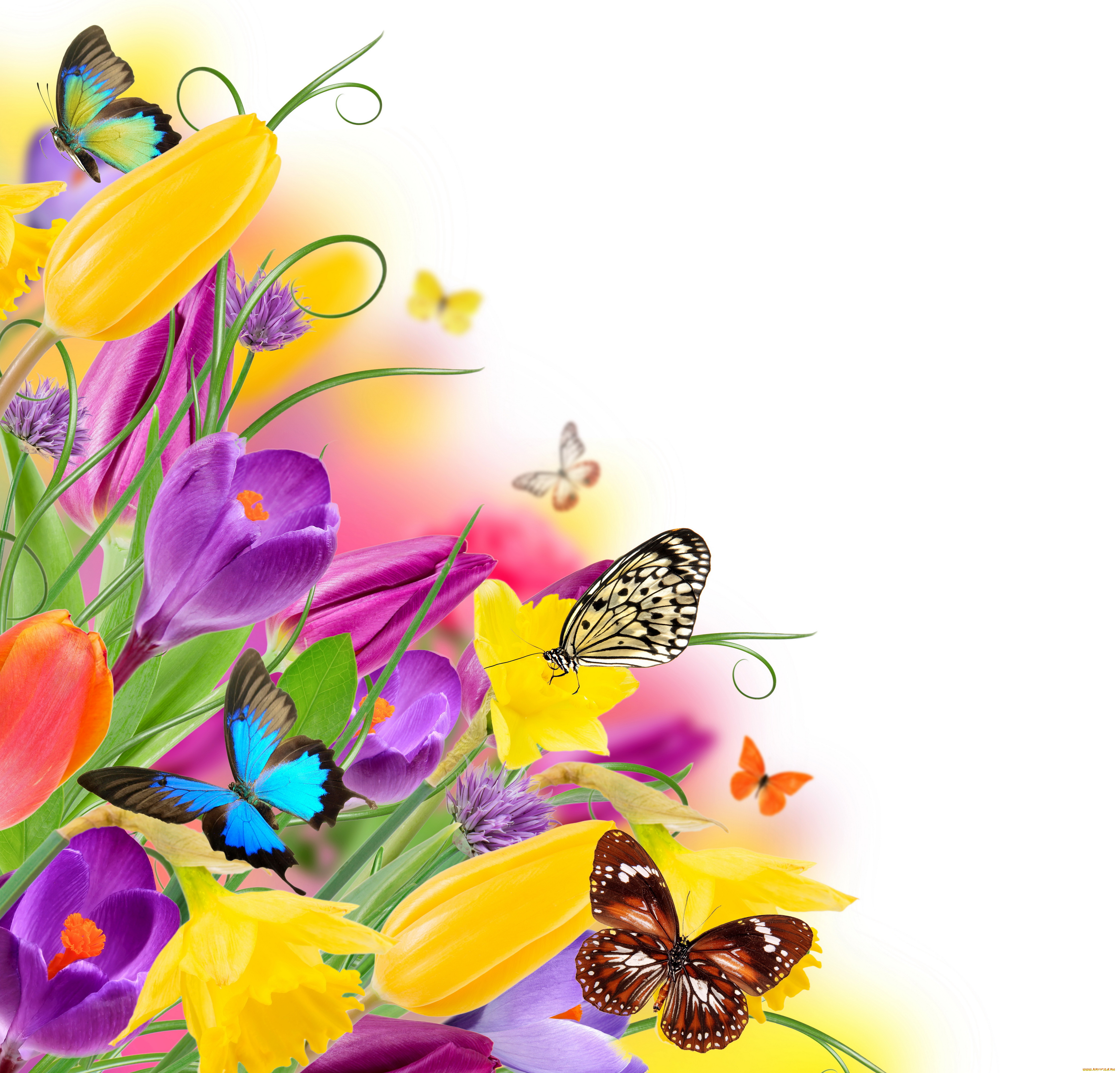 разное, компьютерный, дизайн, yellow, purple, spring, colorful, flowers, tulips, butterflies, весна, бабочки, тюльпаны, цветы, beautiful, fresh