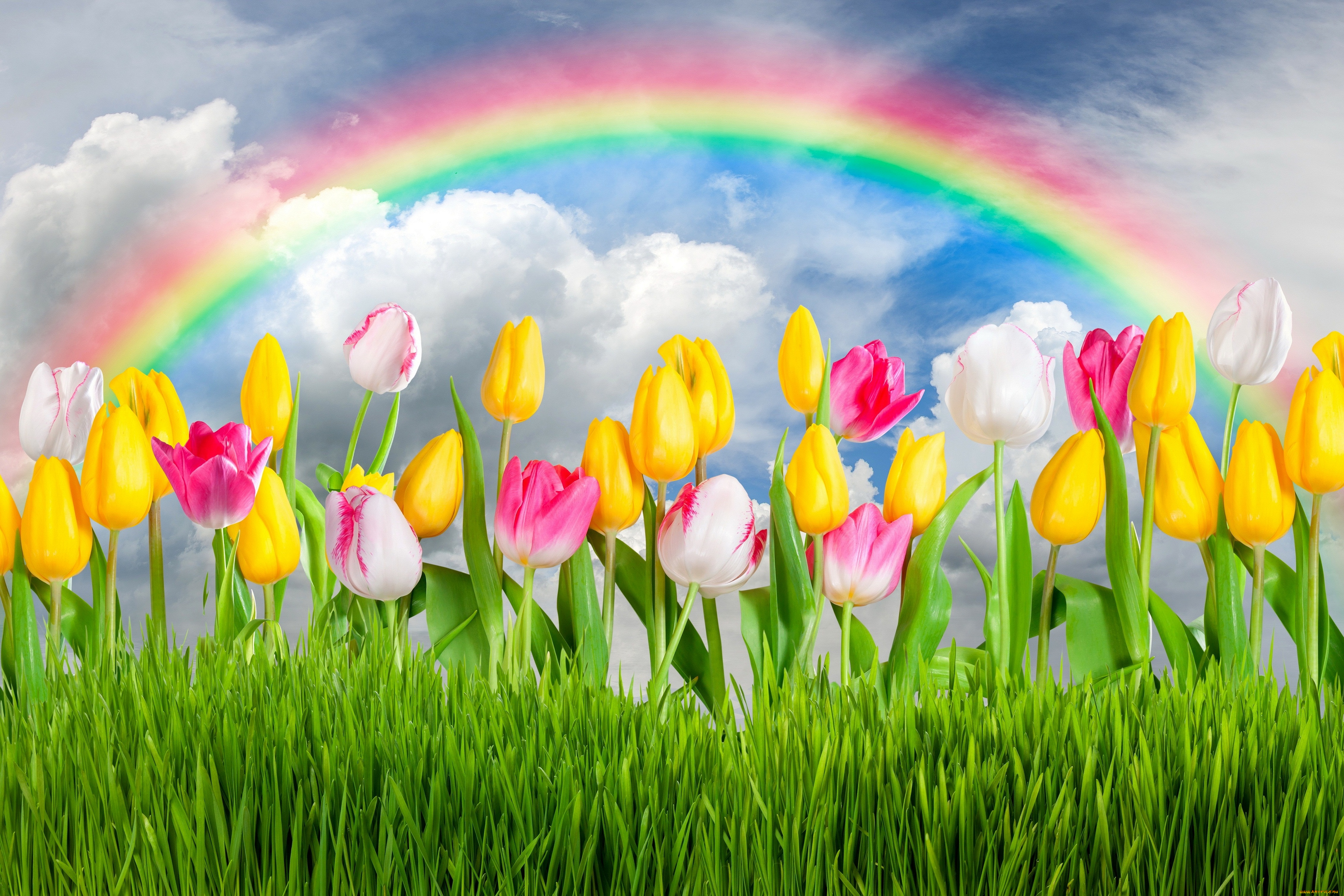 разное, компьютерный, дизайн, colorful, rainbow, sunshine, sky, tulips, flowers, цветы, grass, spring, тюльпаны, весна, meadow