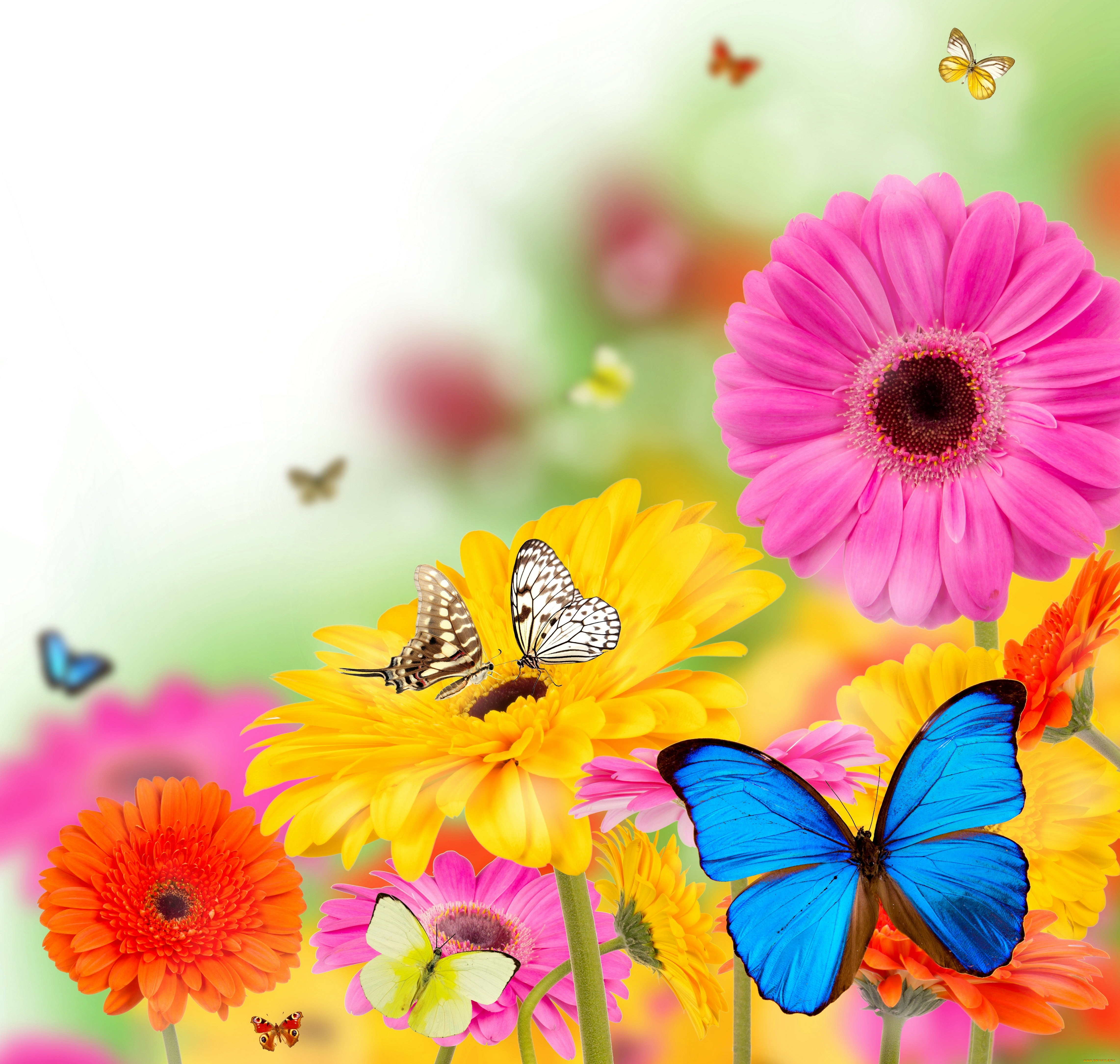 разное, компьютерный, дизайн, colorful, весна, бабочки, flowers, spring, цветы, butterflies, gerbera, bright