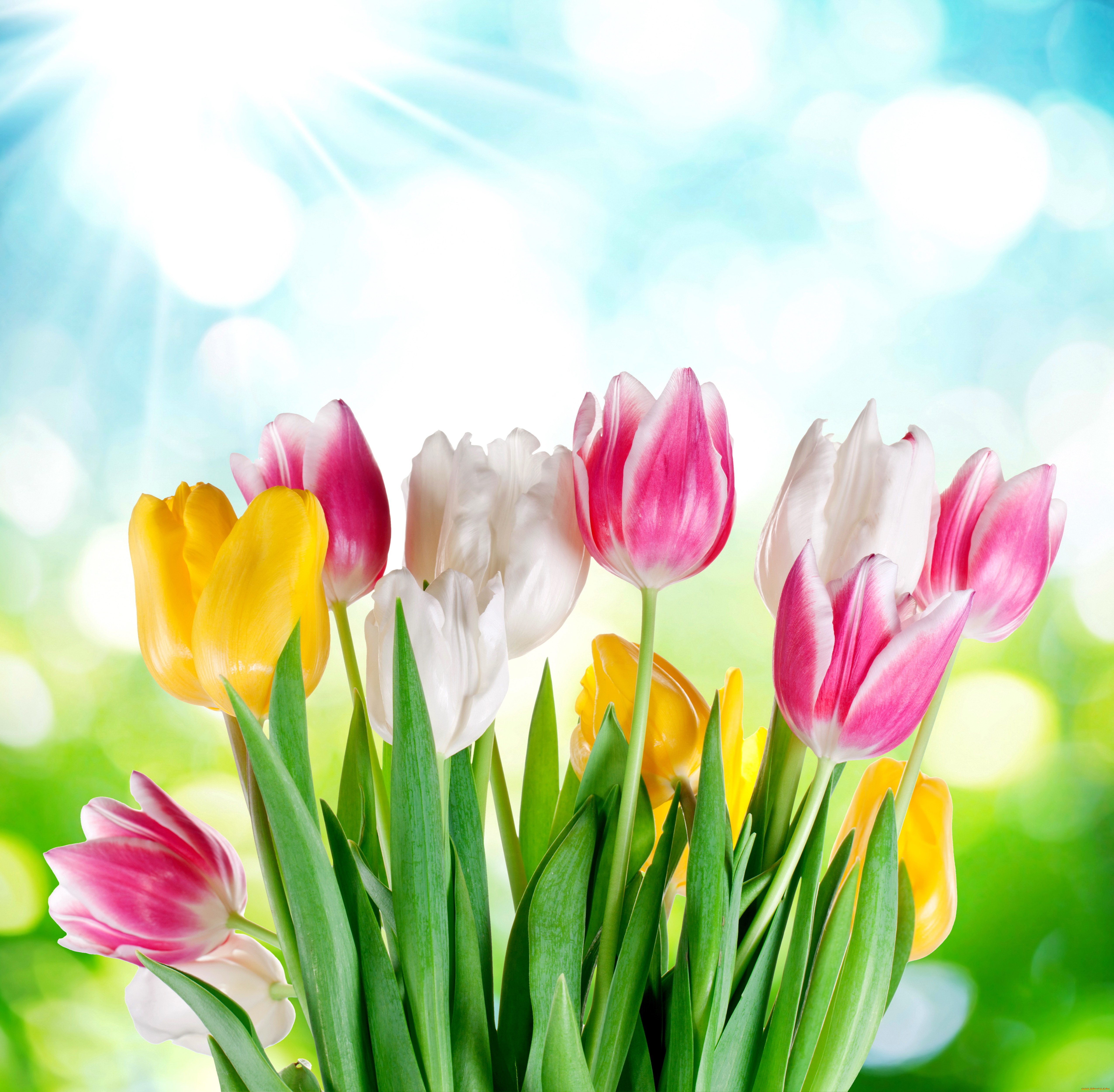 цветы, тюльпаны, flowers, tulips, sky, sunshine, colorful, spring, весна
