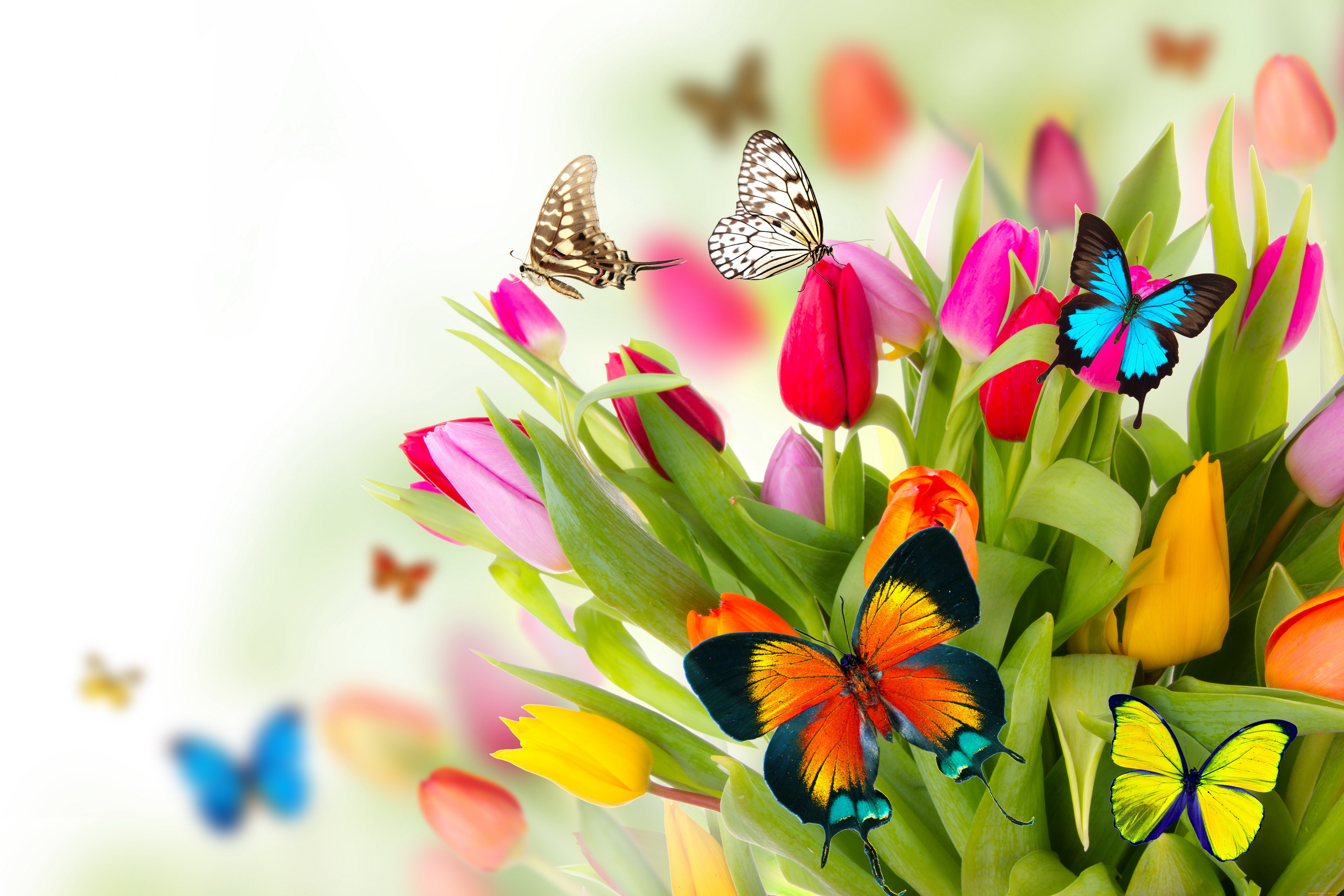 разное, компьютерный, дизайн, flowers, colorful, spring, butterflies, tulips, fresh, beautiful, цветы, тюльпаны, бабочки, весна