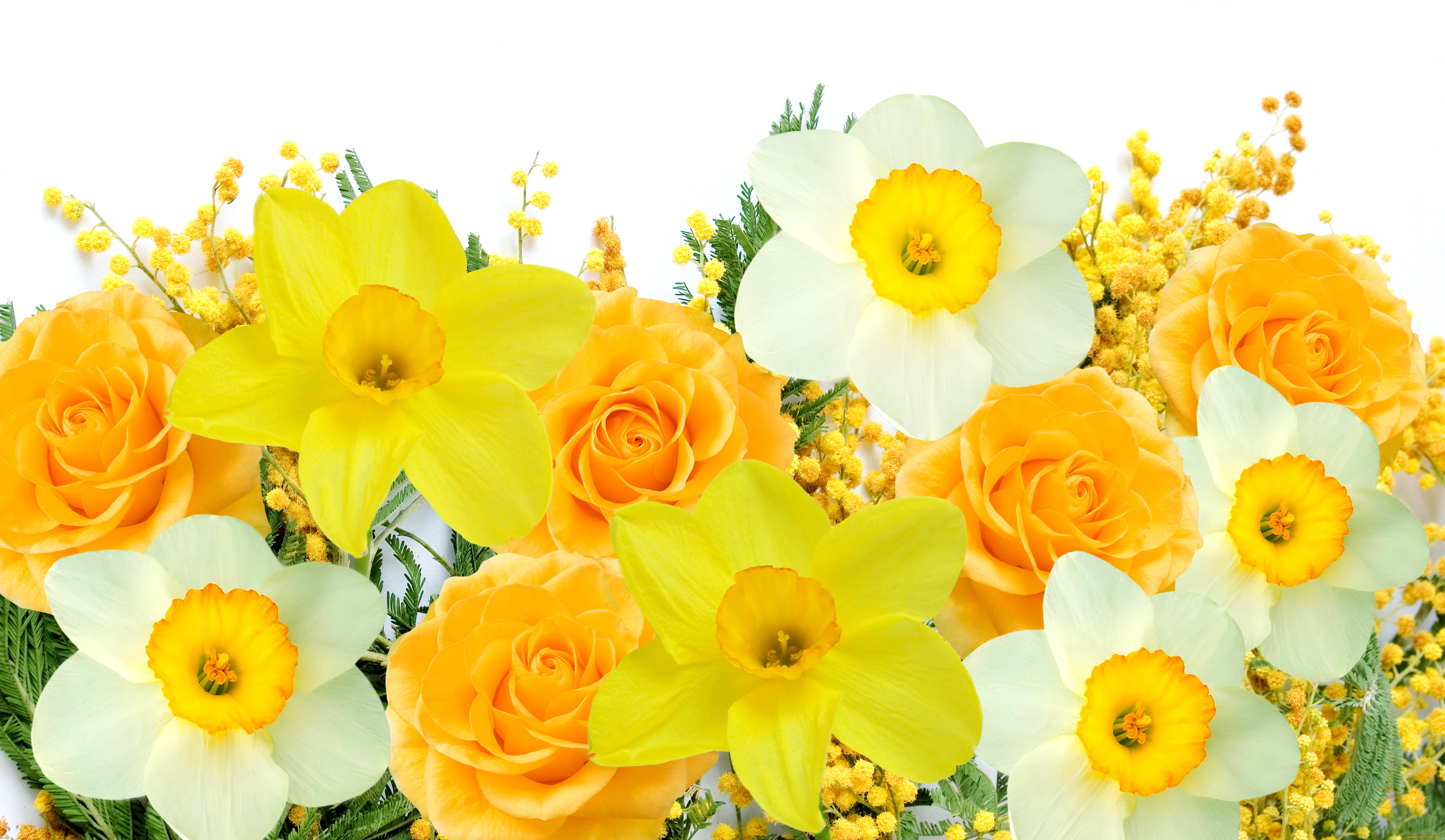 цветы, разные, вместе, spring, flowers, mimosa, daffodils, yellow, white, delicate, мимоза, нарциссы, желтый, белый, весна