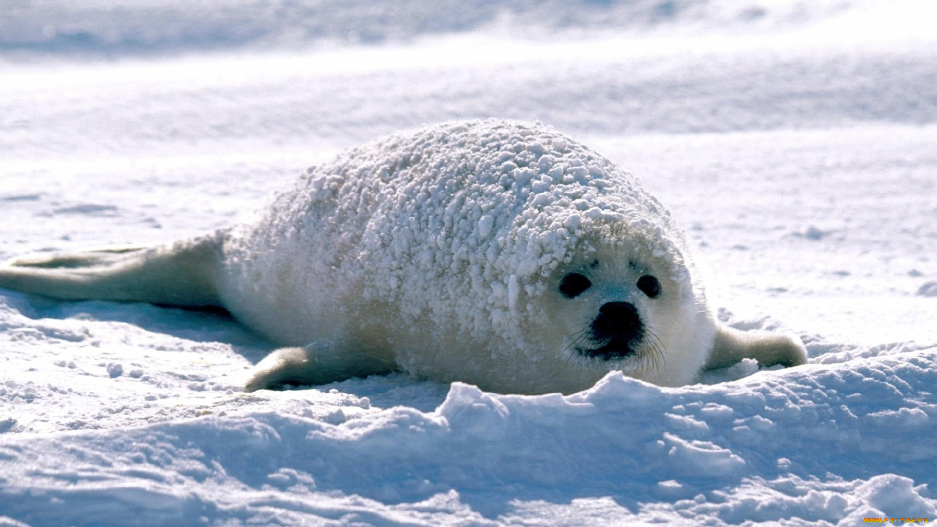 животные, тюлени, , морские, львы, , морские, котики, тюлень, детеныш, белек, лед, снег