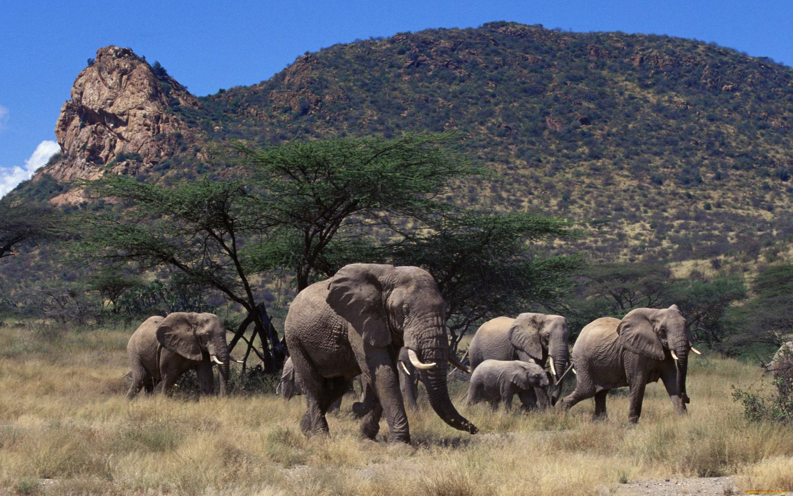 животные, слоны, савана, слонята, млекопитающие